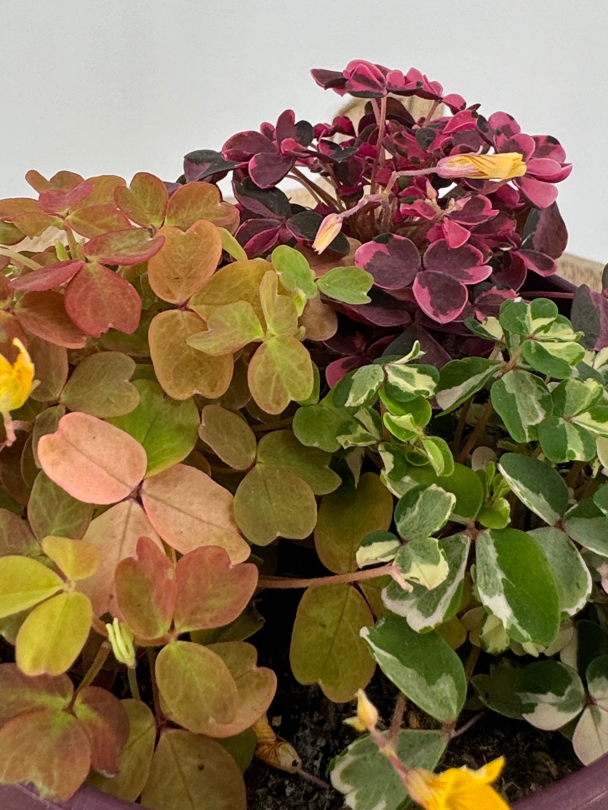 OXALIS CRAZY PLUM M10