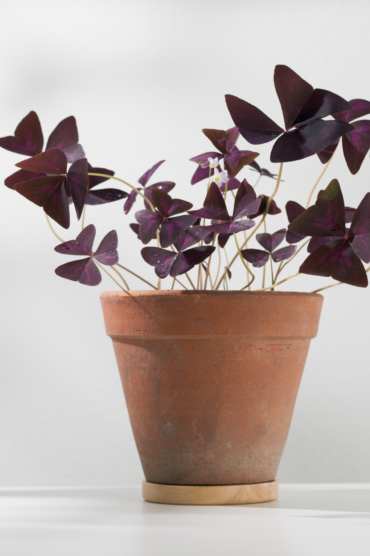 OXALIS CRAZY PLUM 6CM