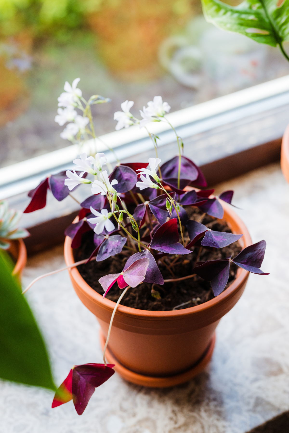 OXALIS CRAZY PLUM 6CM