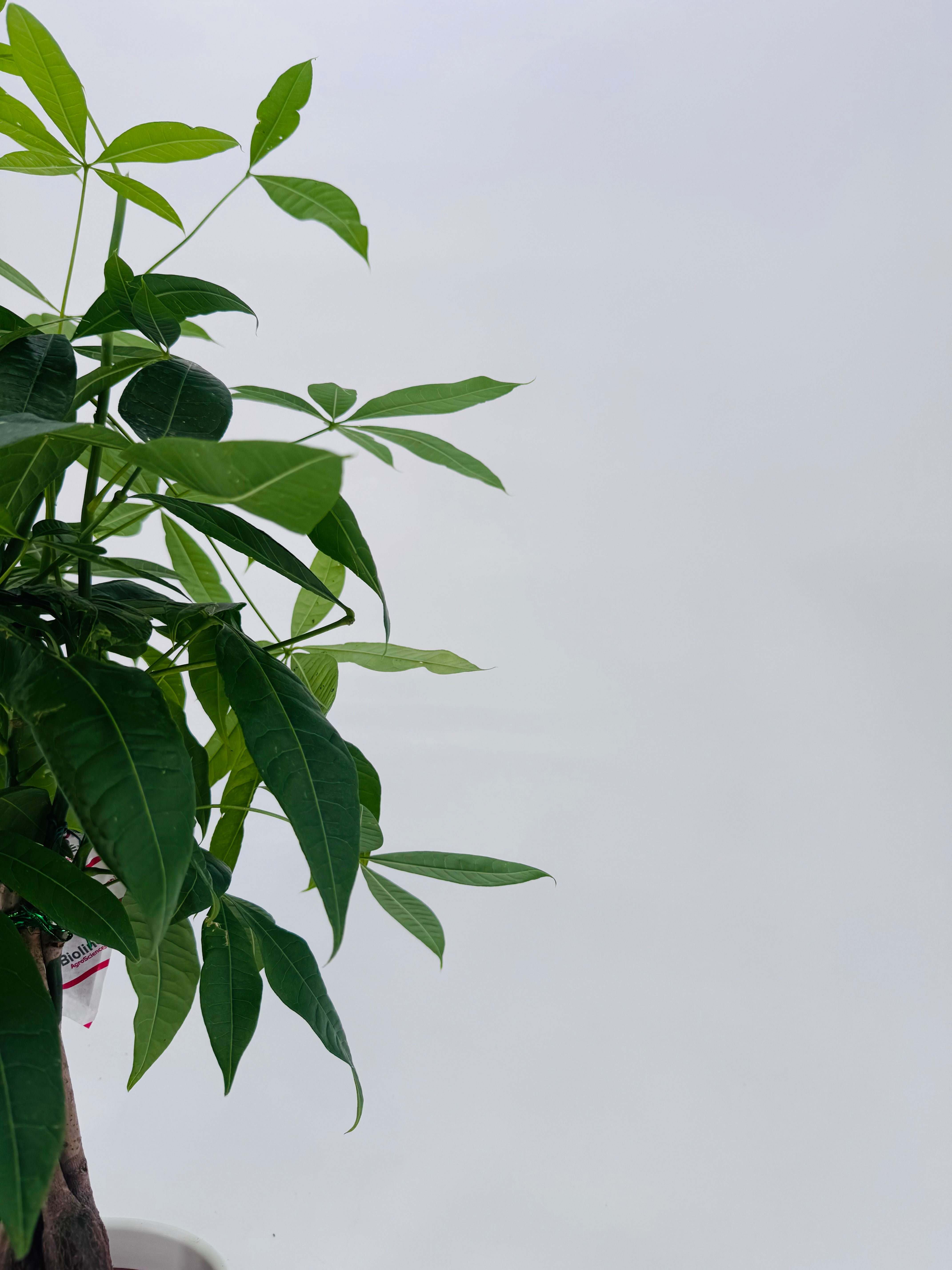 PACHIRA AQUATICA M12