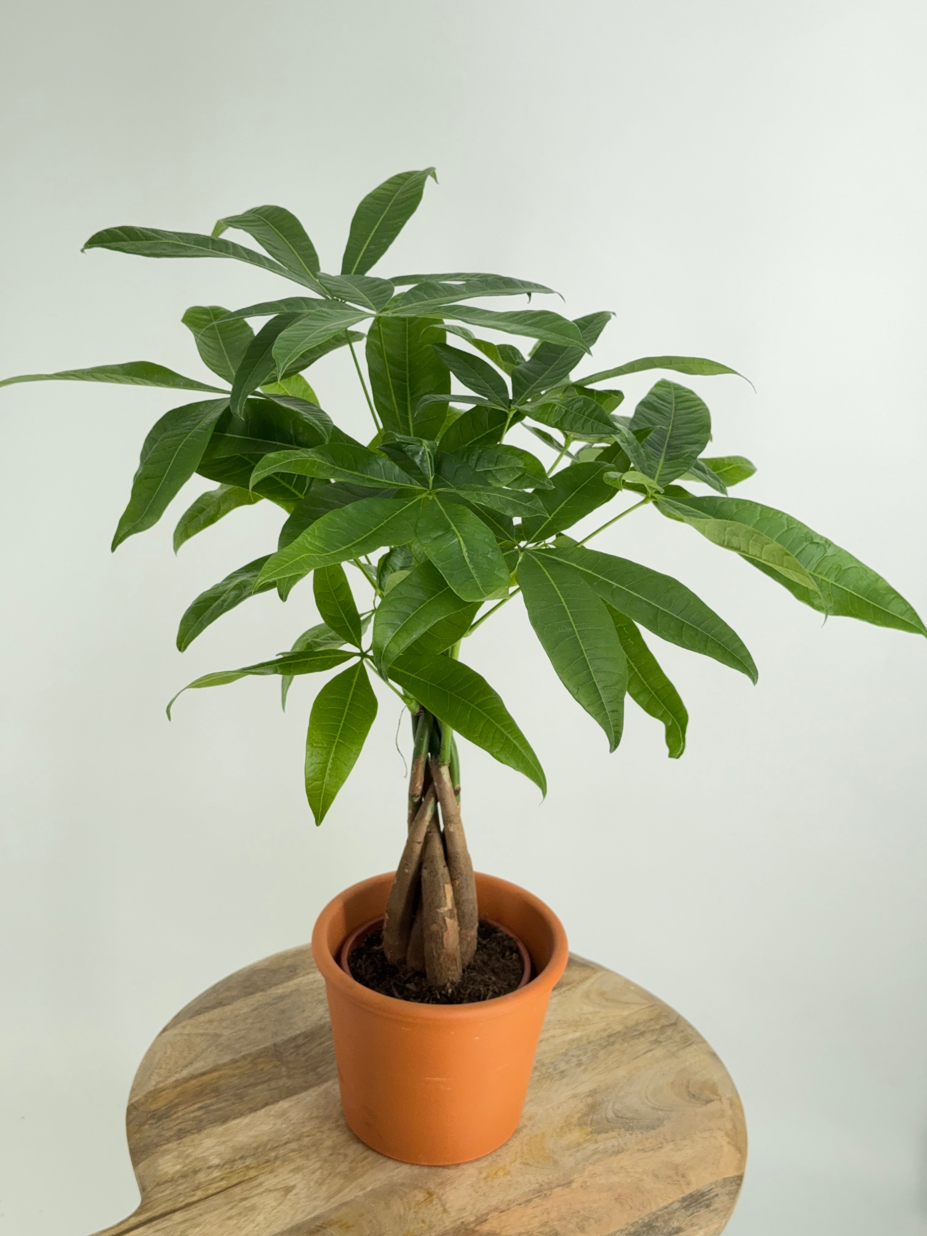 PACHIRA AQUATICA M12