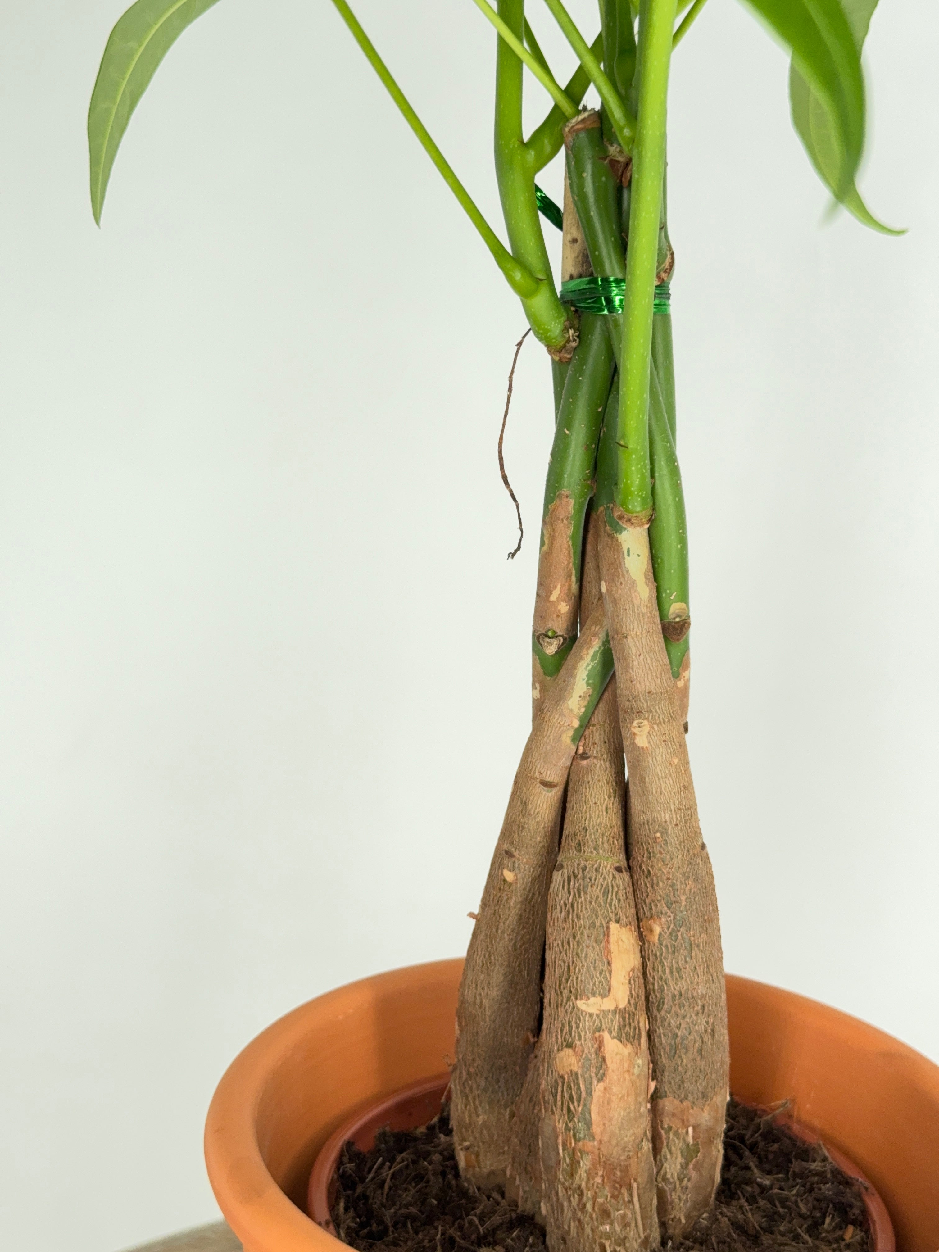 PACHIRA AQUATICA M12