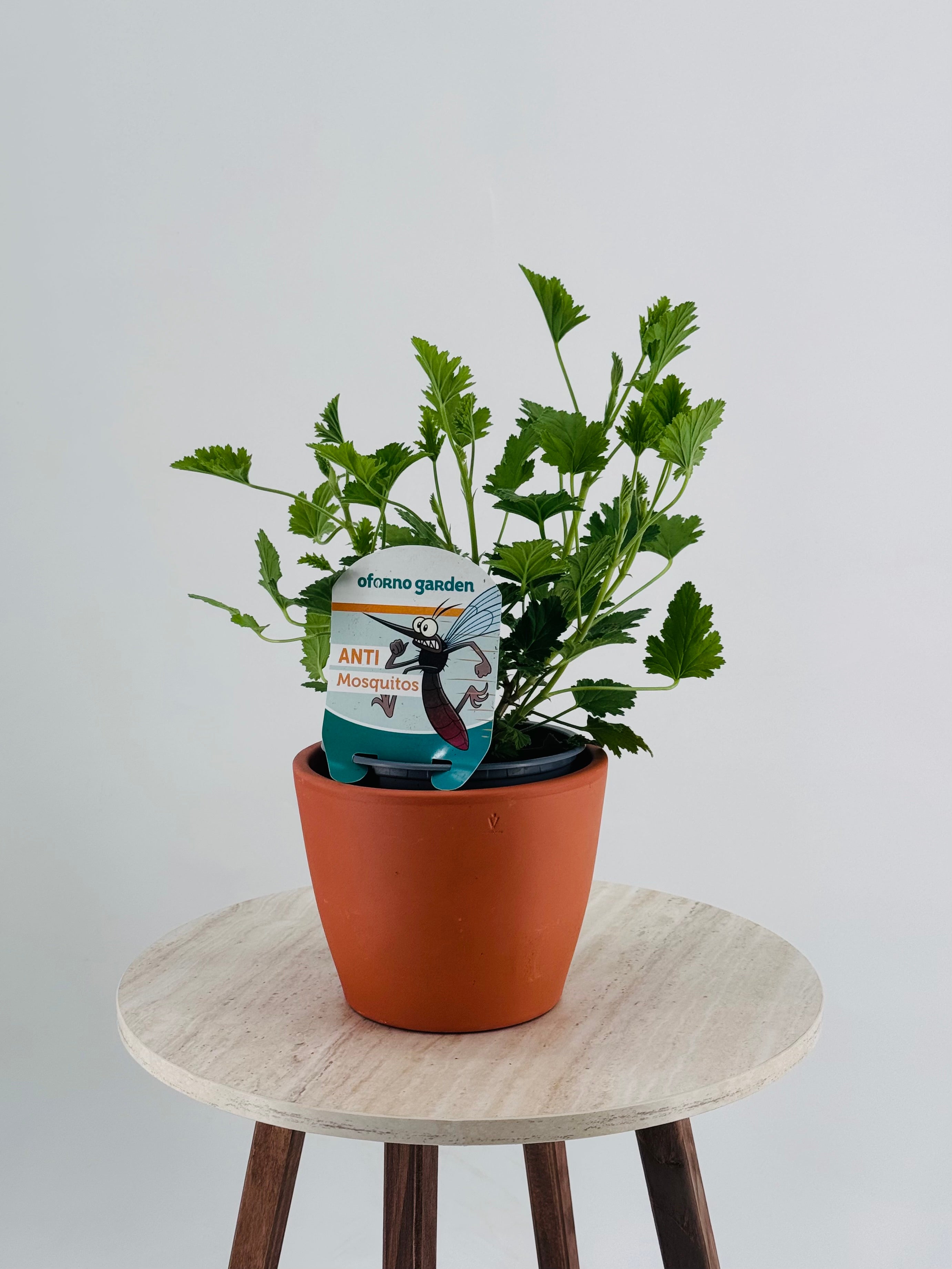 PELARGONIO CITRODORUM ANTIMOSQUITOS FM13