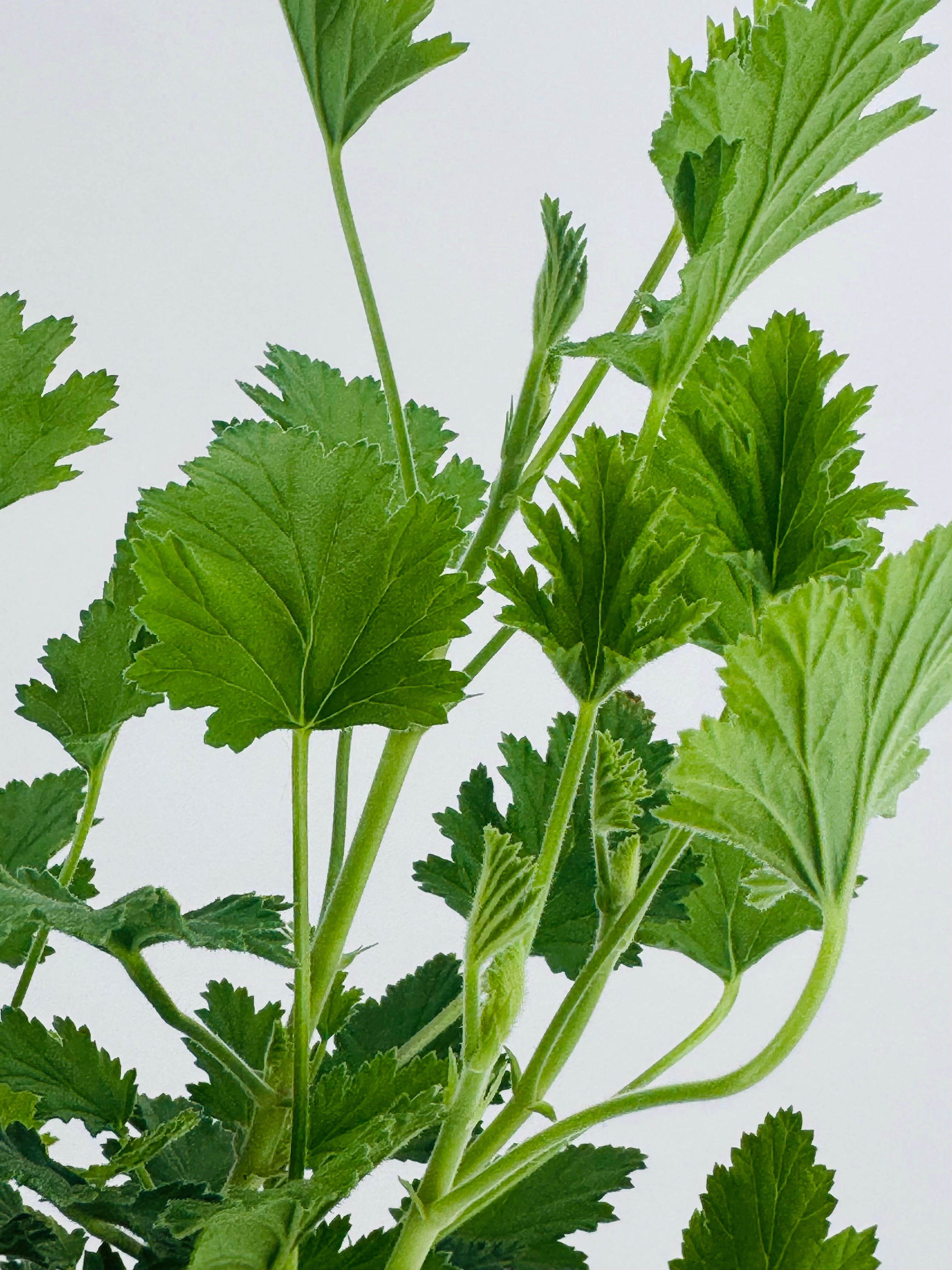 PELARGONIO CITRODORUM ANTIMOSQUITOS FM13