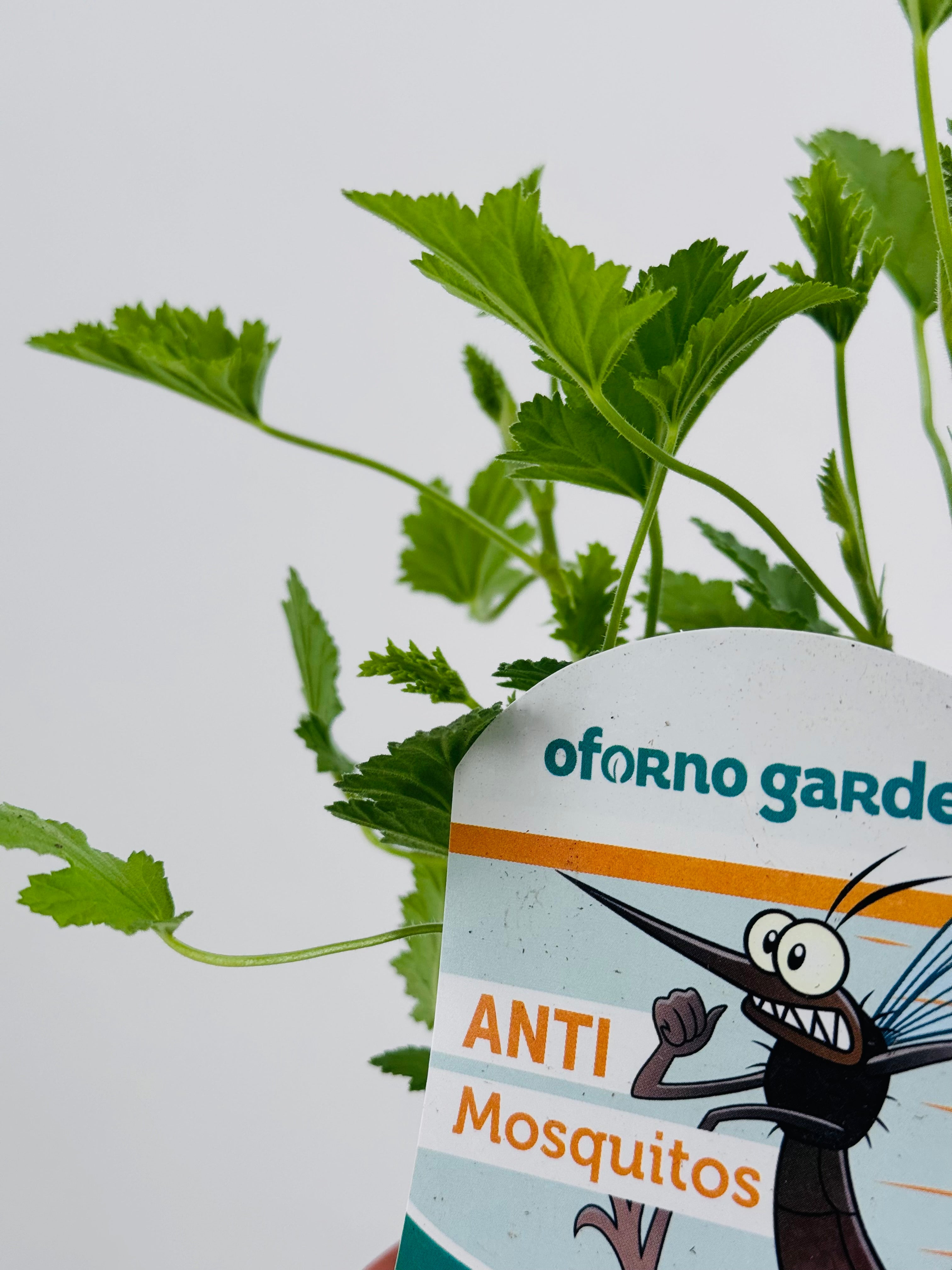PELARGONIO CITRODORUM ANTIMOSQUITOS FM13