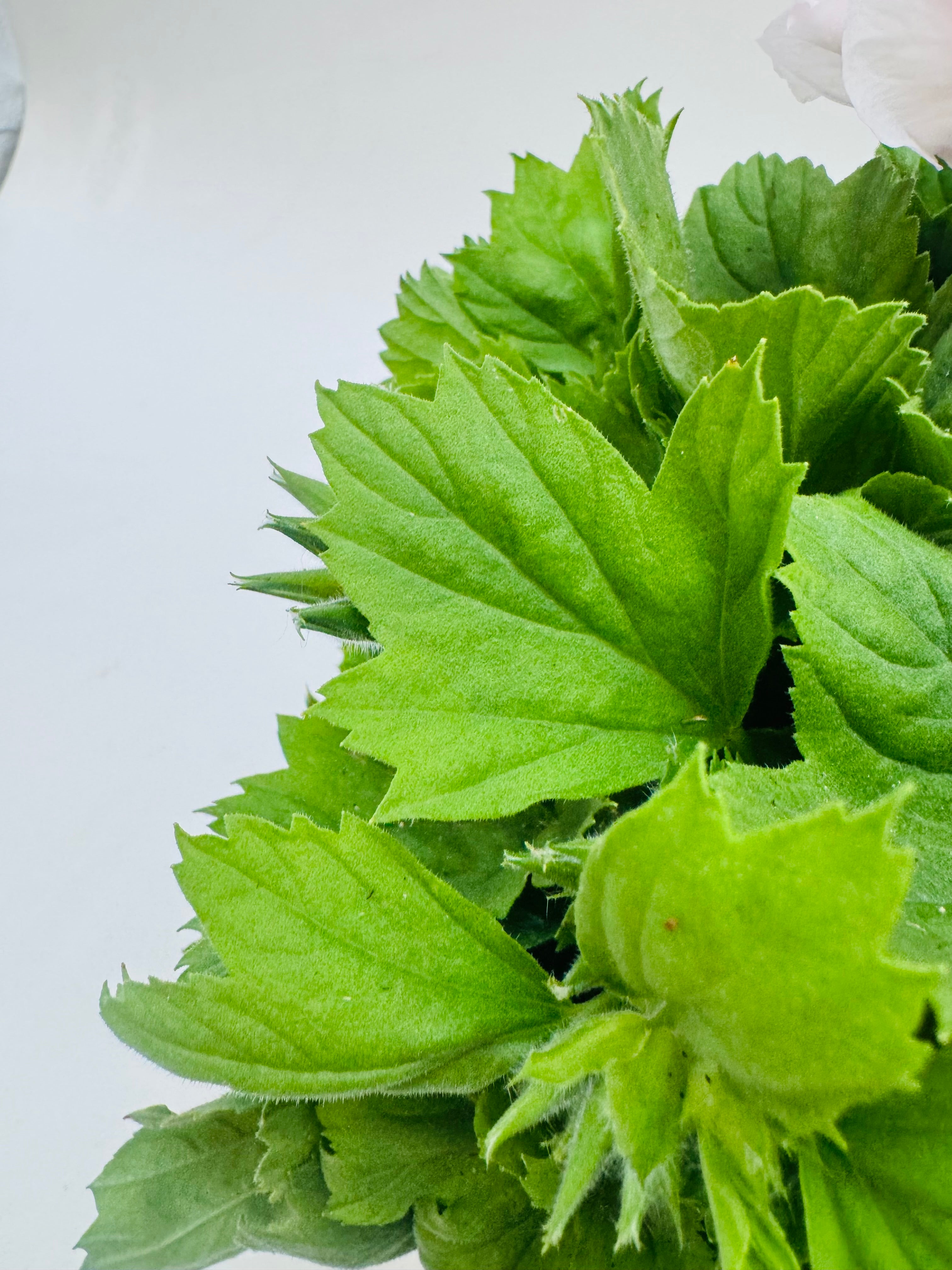 Primer plano de hojas verdes frescas de Pelargonio Grandiflorum, con textura ligeramente vellosa y bordes dentados.