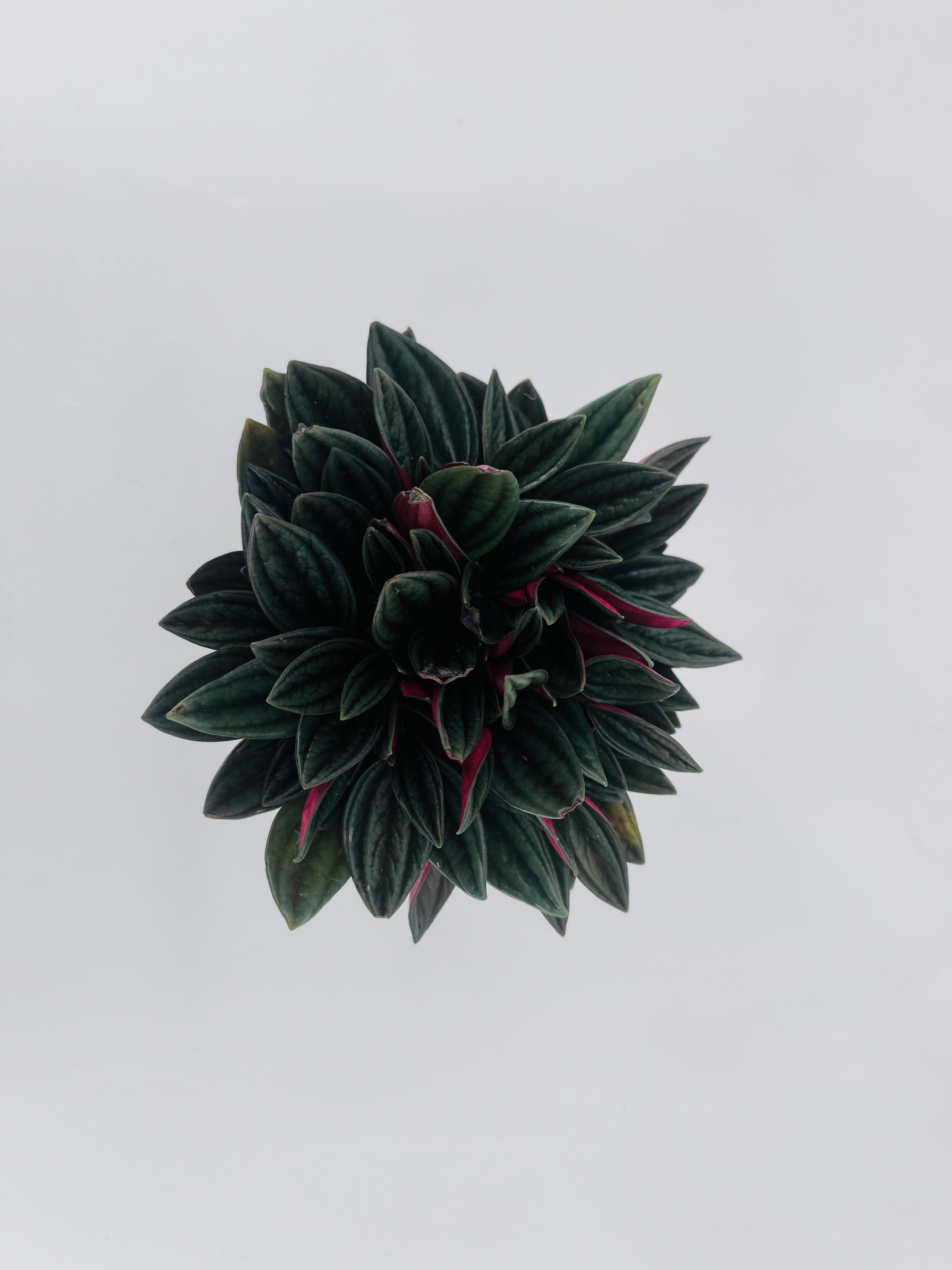 PEPEROMIA CAPERATA ROSSO M12