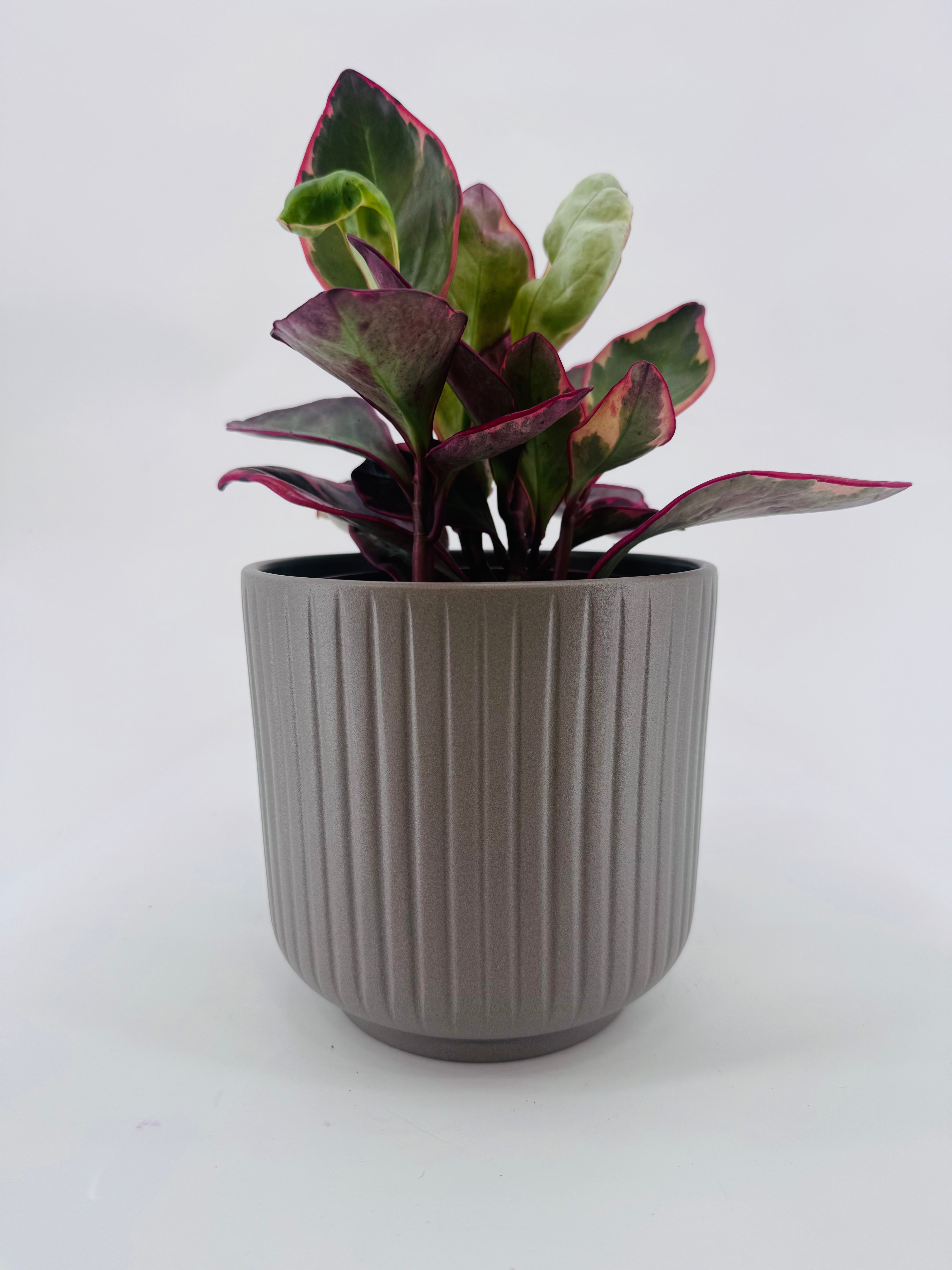 PEPEROMIA CLUS. JELLIE M12