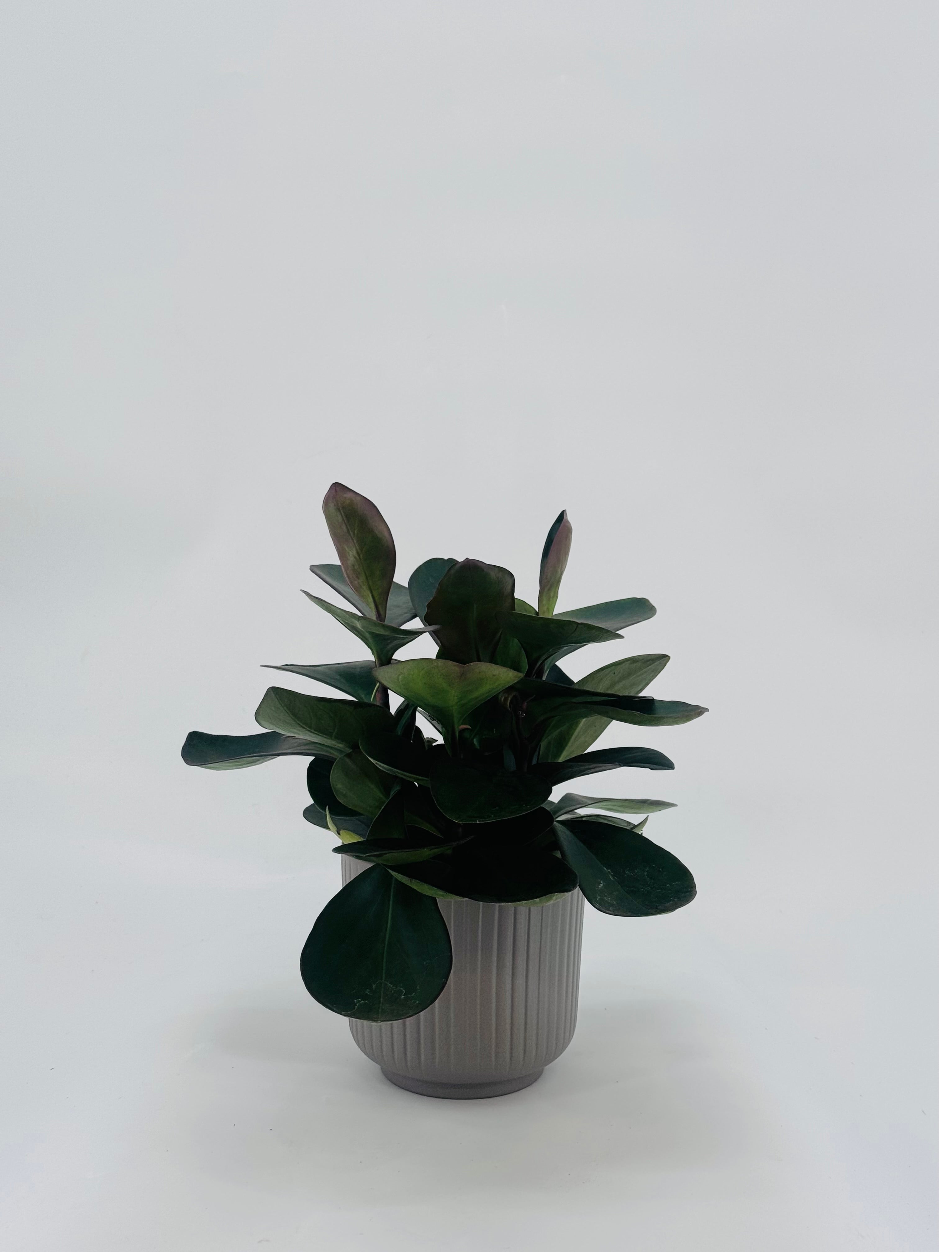 PEPEROMIA CLUS RED MARGIN