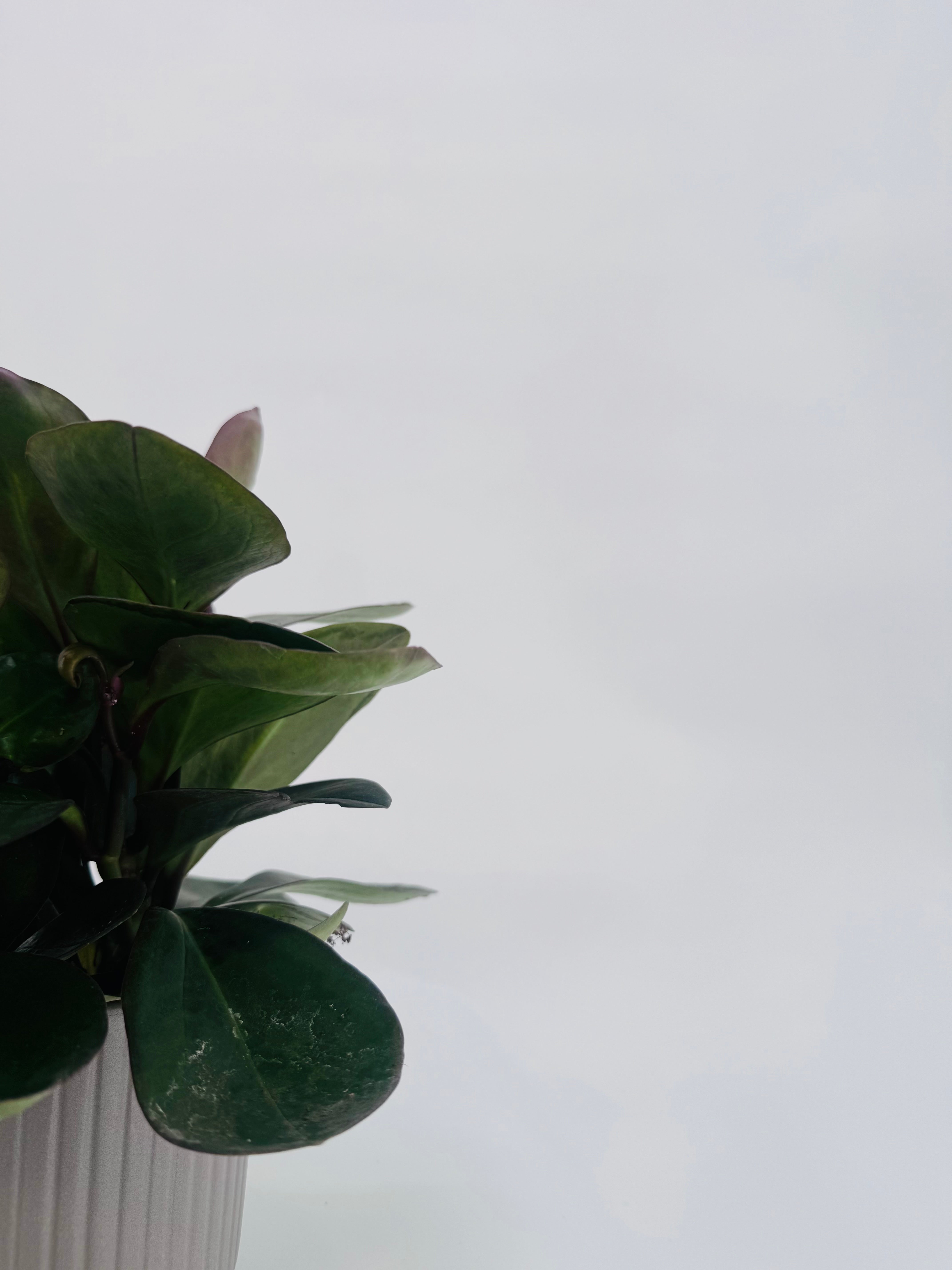 PEPEROMIA CLUS RED MARGIN