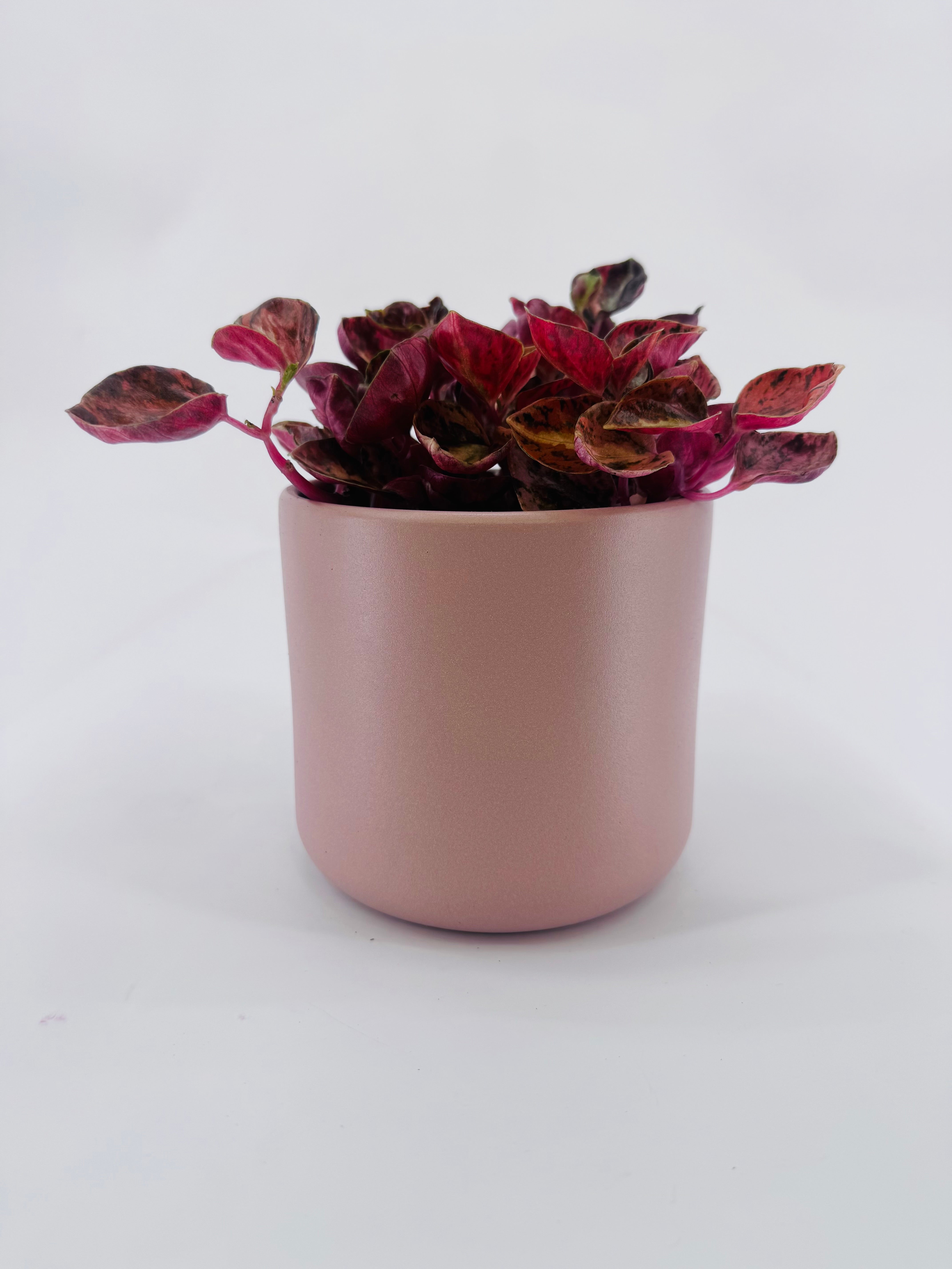 PEPEROMIA CREME BRULEE M12