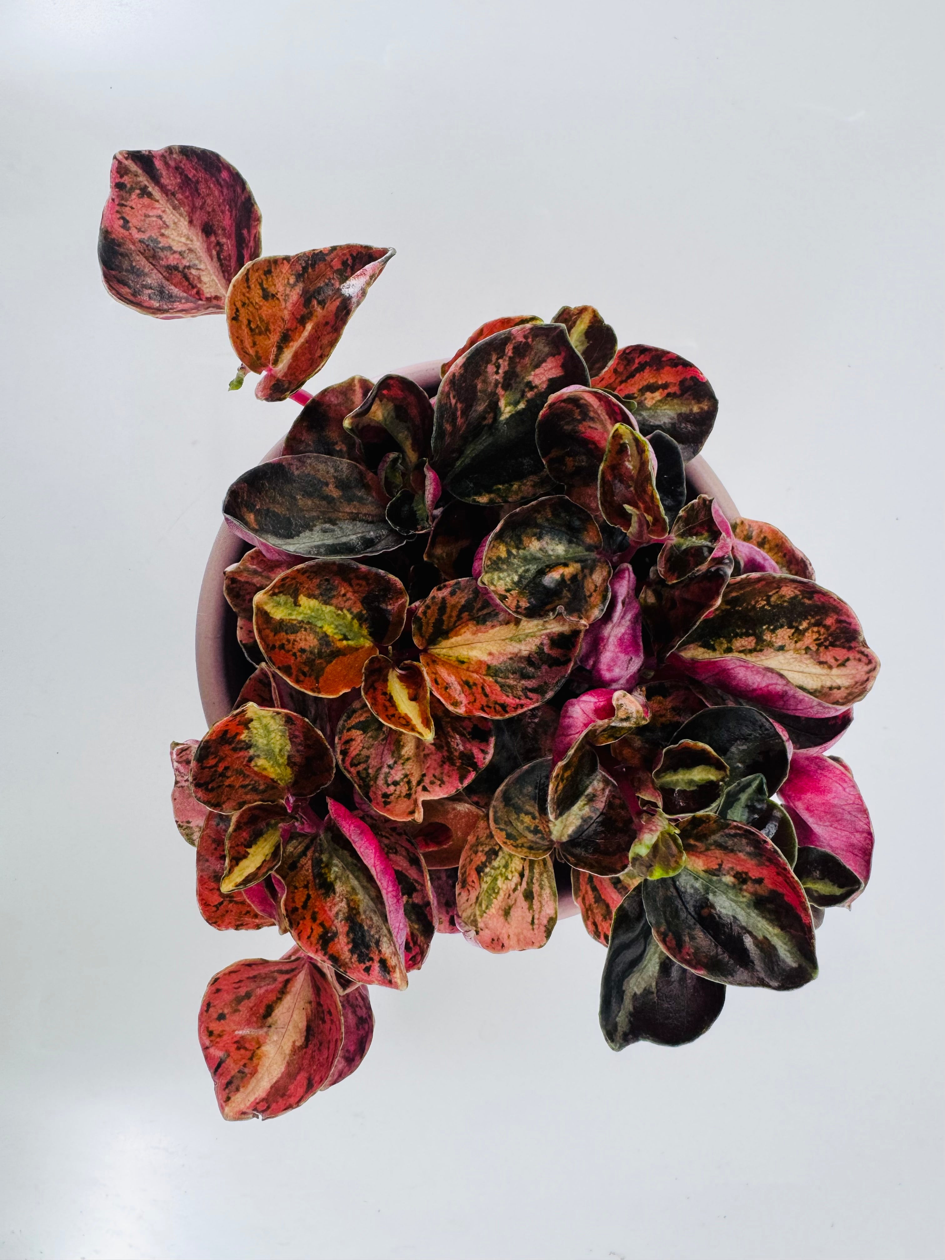 PEPEROMIA CREME BRULEE M12