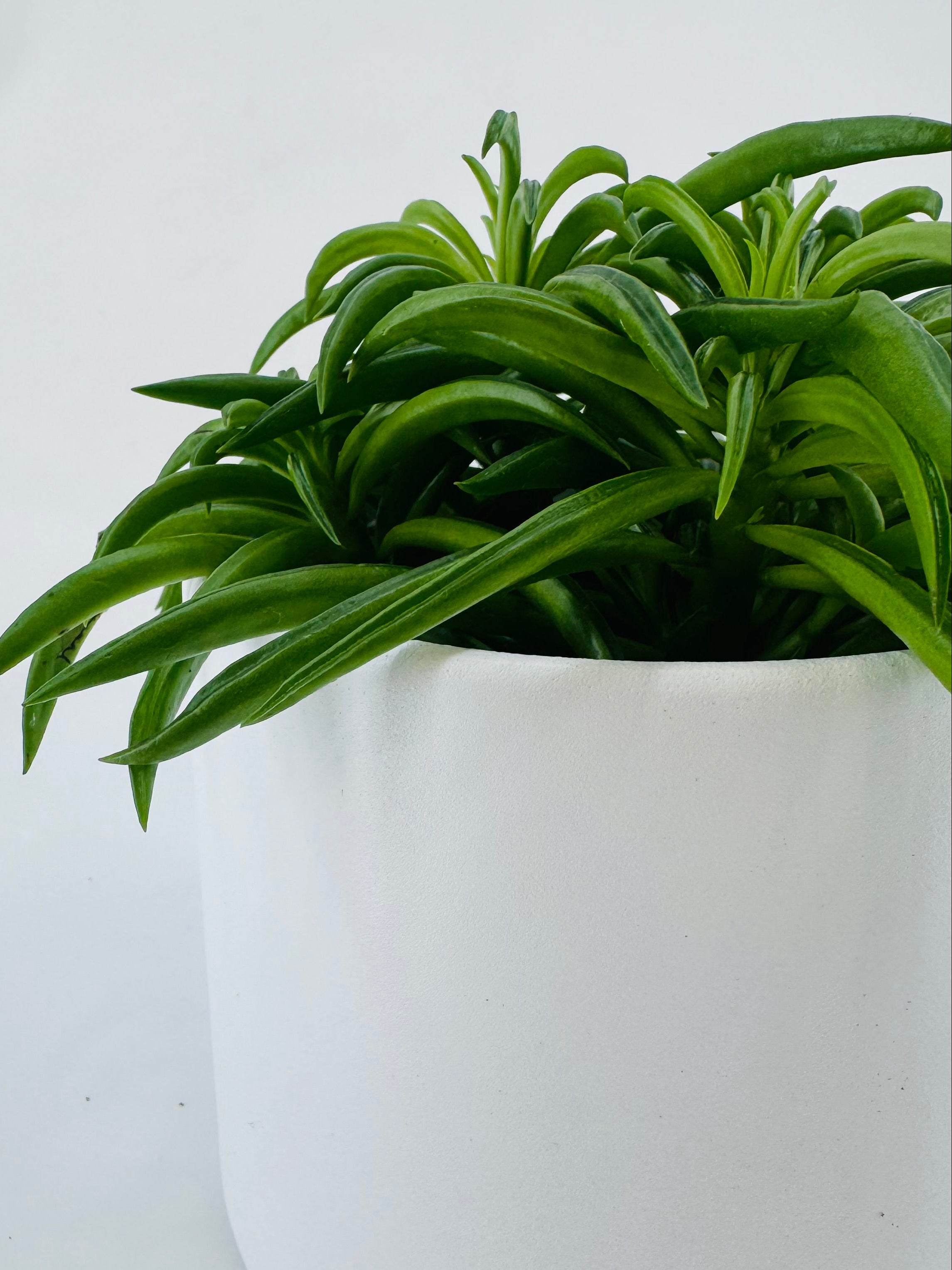 Vibrant green Peperomia Happy Bean plant in a sleek white ceramic pot, against a clean white background.
