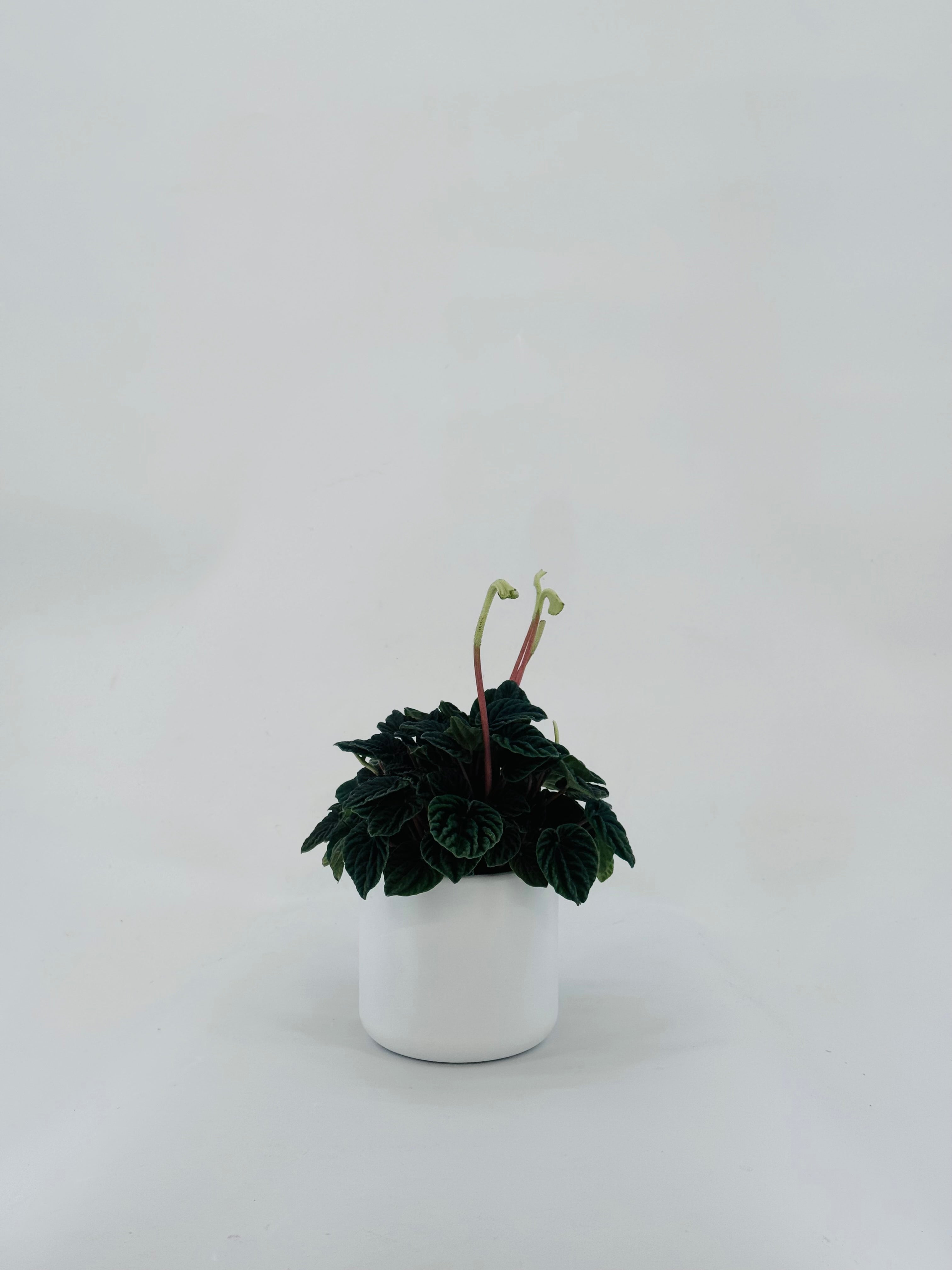 PEPEROMIA LILIAN M12