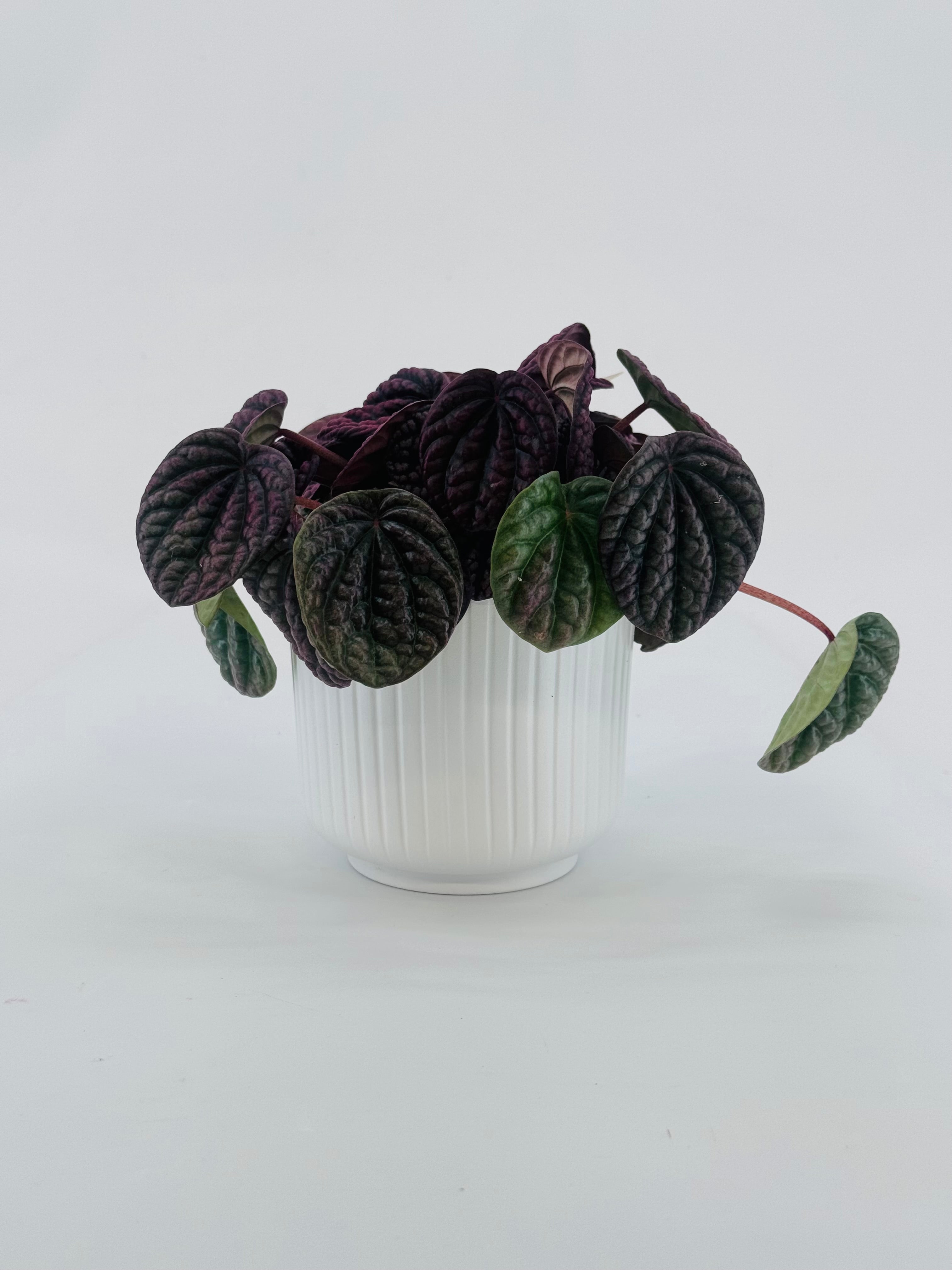 PEPEROMIA LUCINDA M12