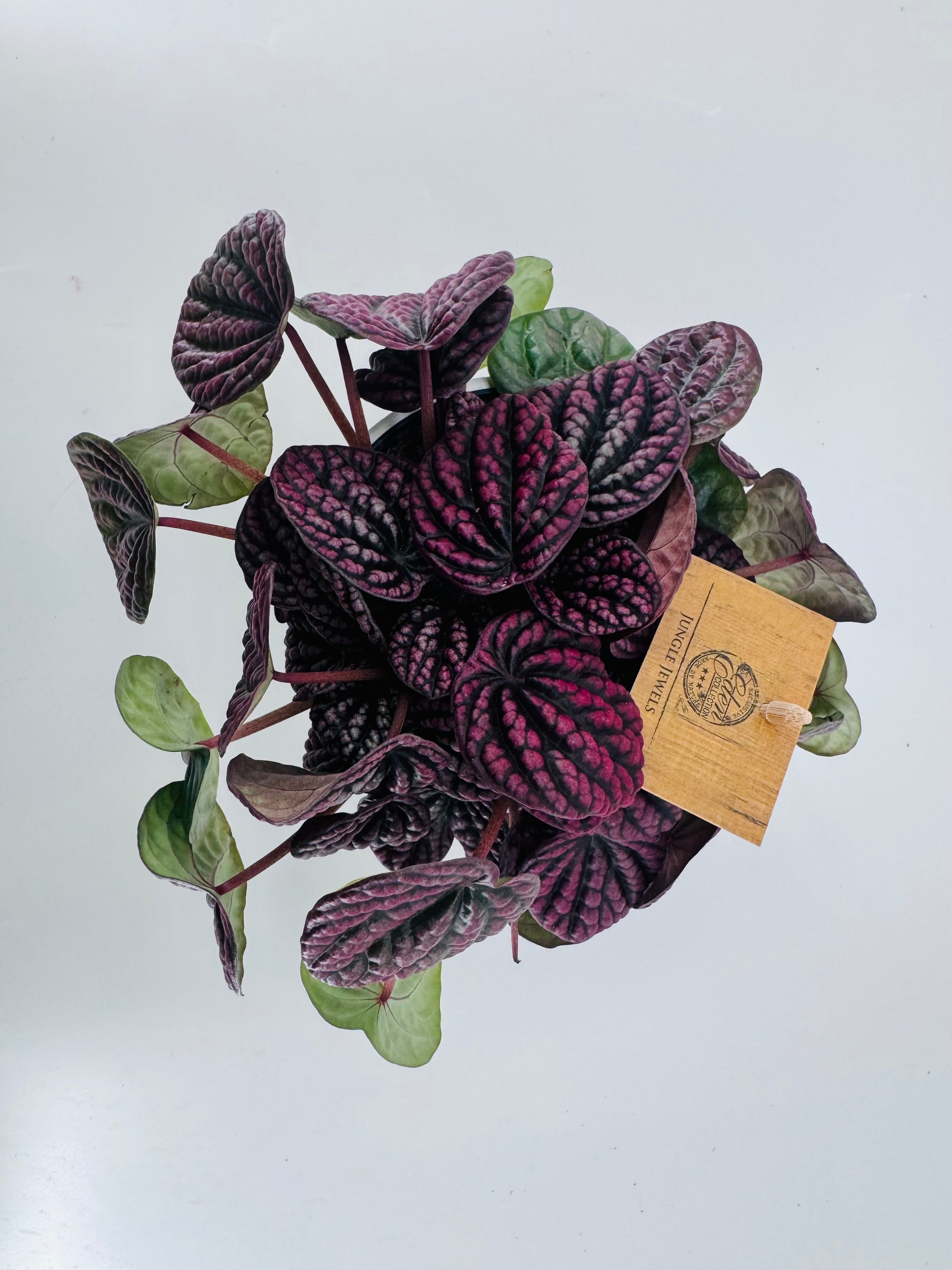 PEPEROMIA LUCINDA M12