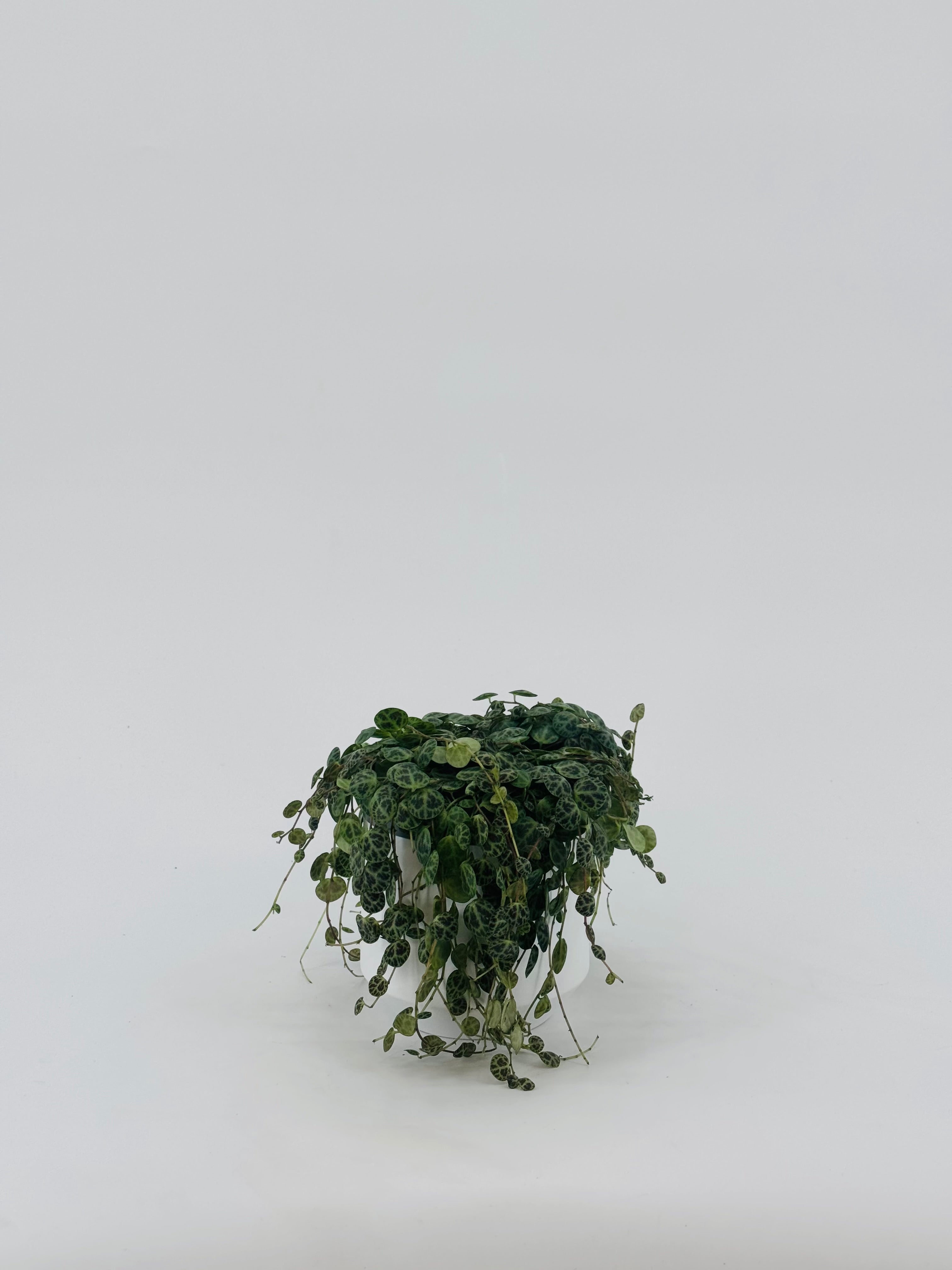 PEPEROMIA PROSTRATA M11