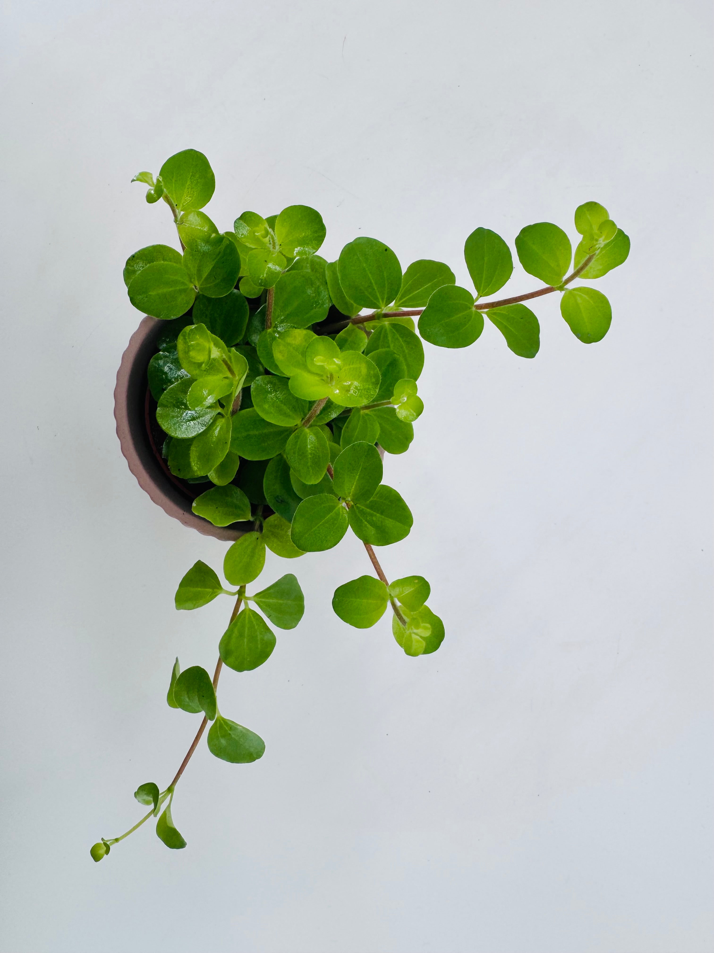 PEPEROMIA ROTUNDIFOLIA M7
