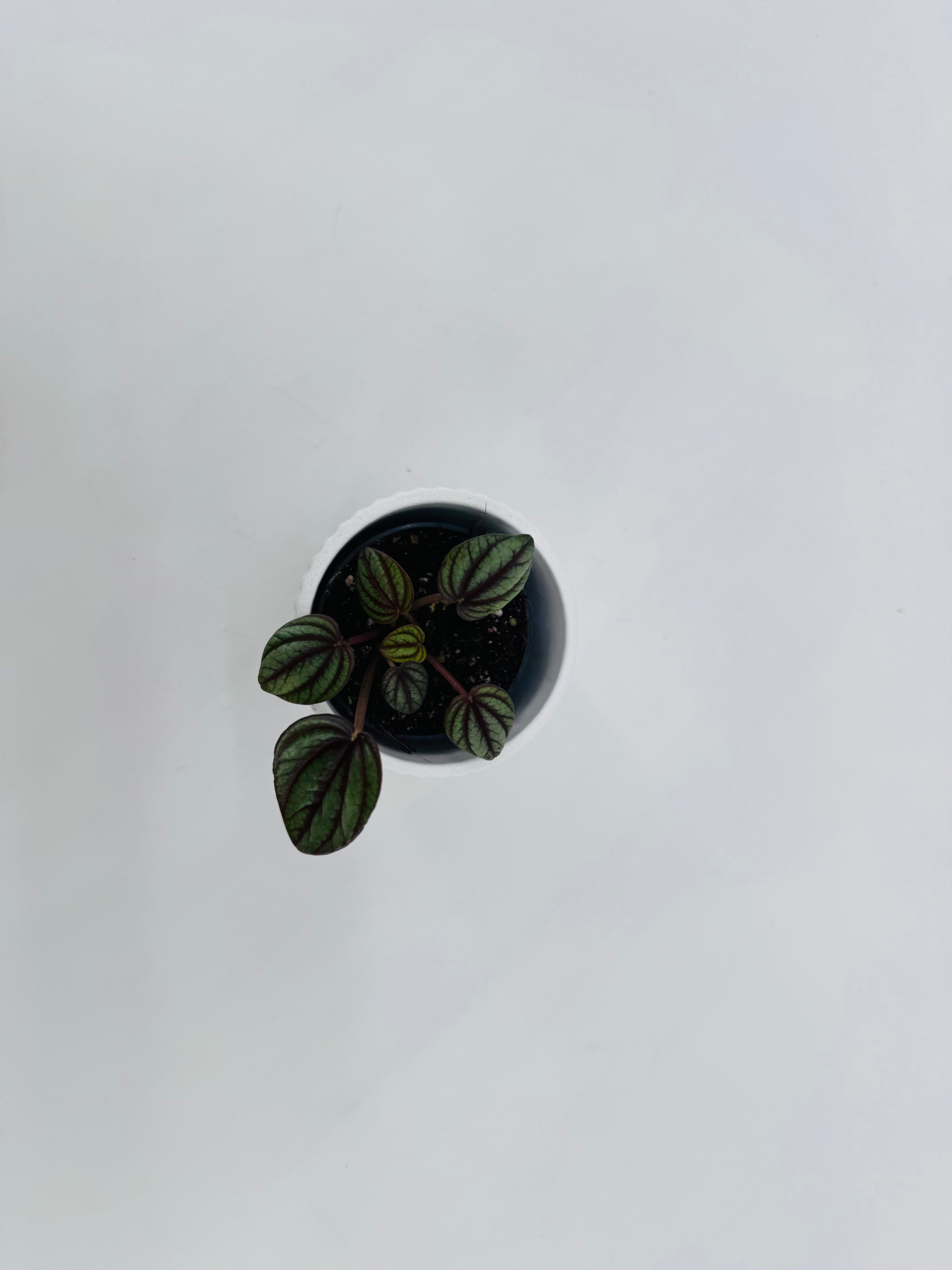 PEPEROMIA SMIT COLLE BAMBINO M5.5