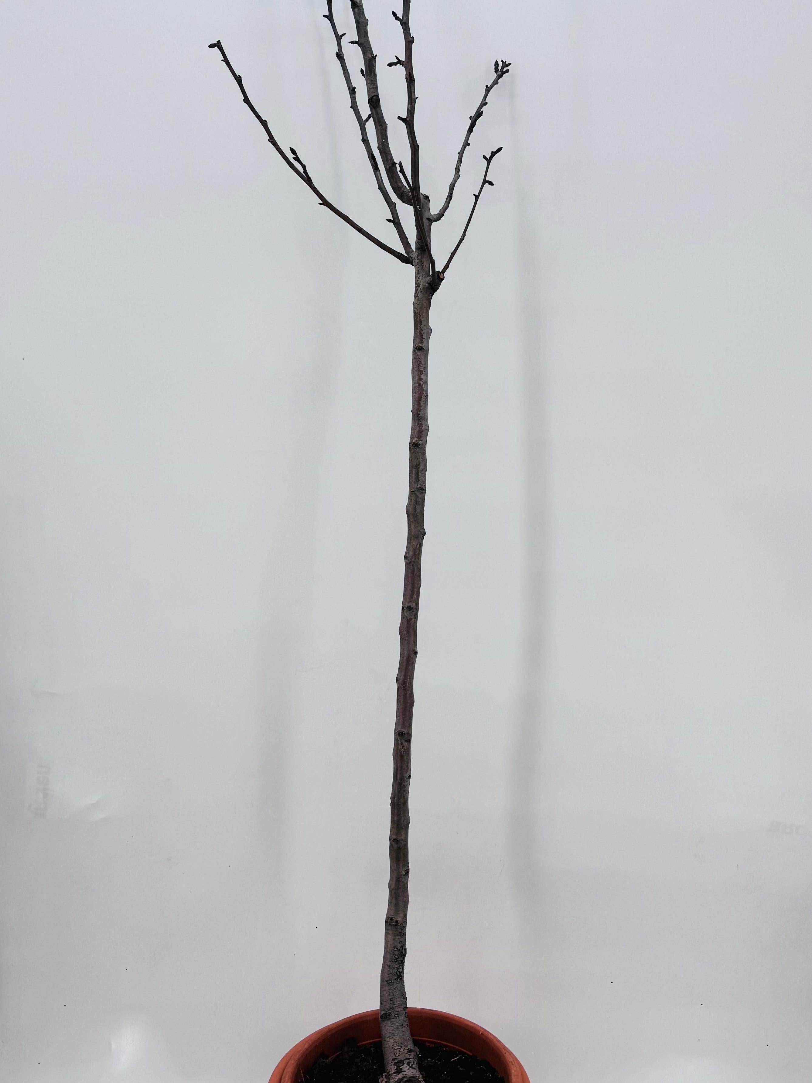 PERAL URRACA PEQUEÑA 10L