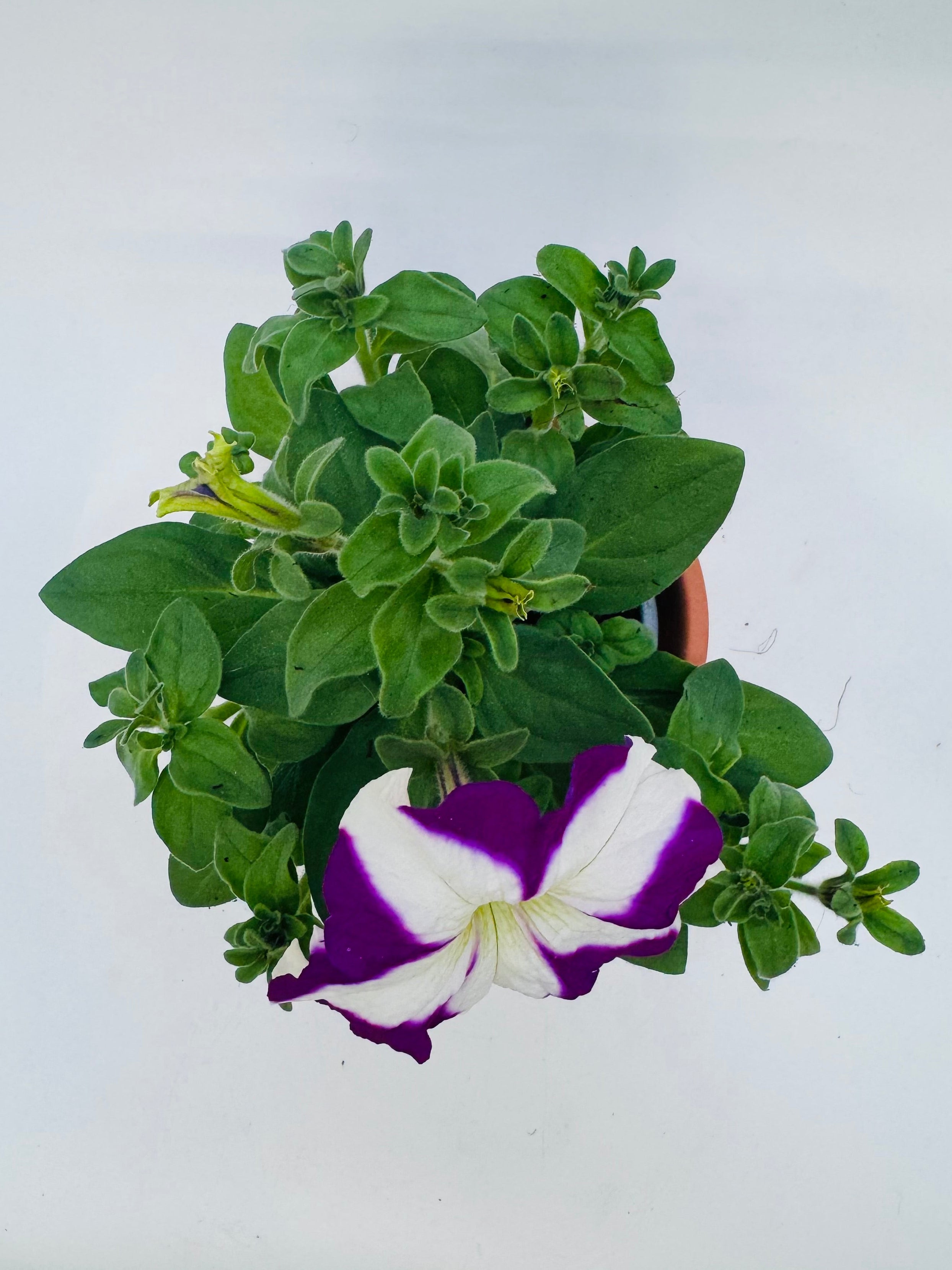 Petunia FM10.5 con flor bicolor púrpura y blanca en maceta de terracota, vista superior.