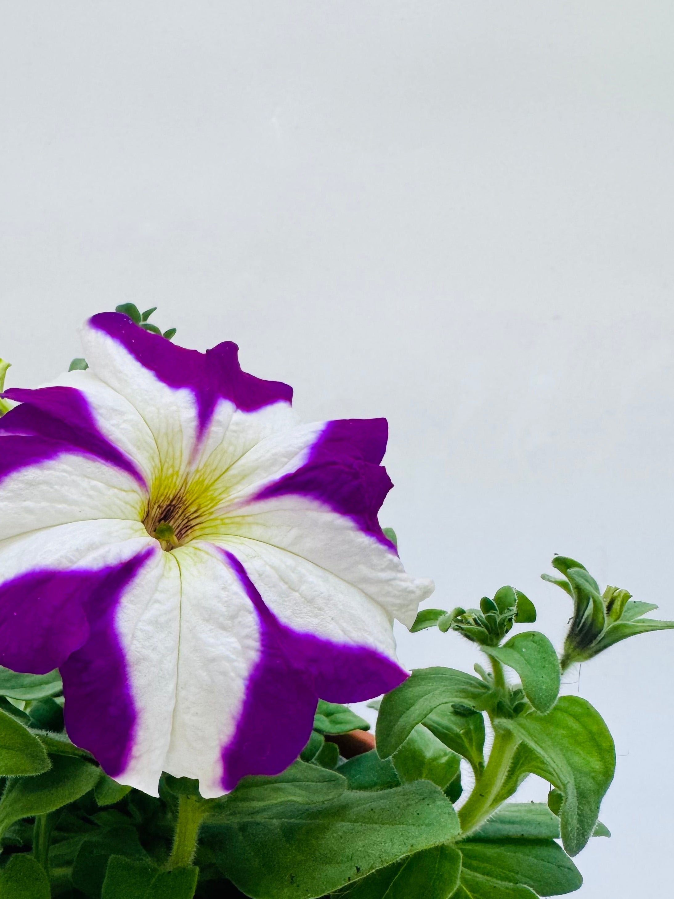 Petunia FM10.5 con flor bicolor púrpura y blanca, centro amarillo, y hojas verdes vibrantes.