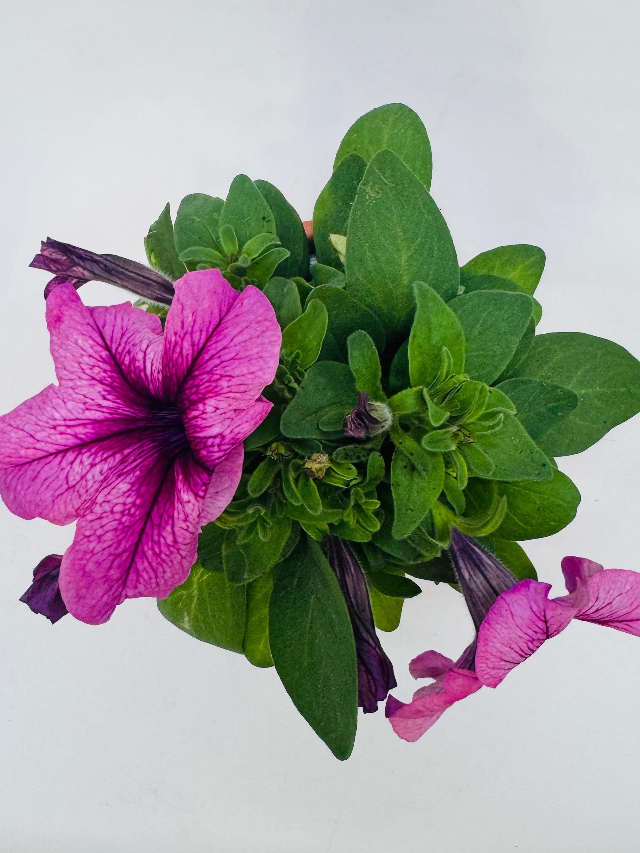 PETUNIA FM10.5