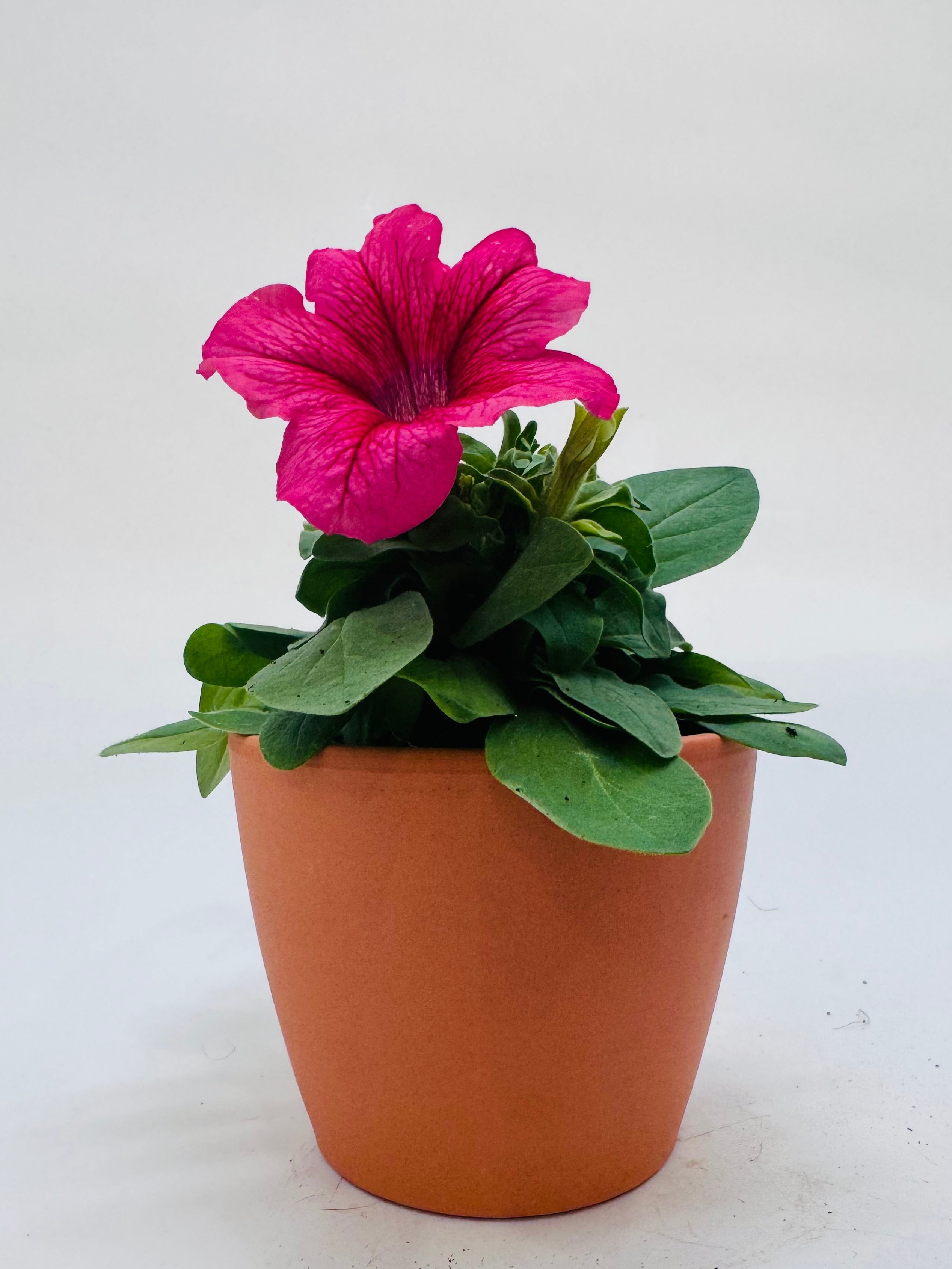 Petunia FM10.5 con una flor magenta vibrante en una maceta de terracota.