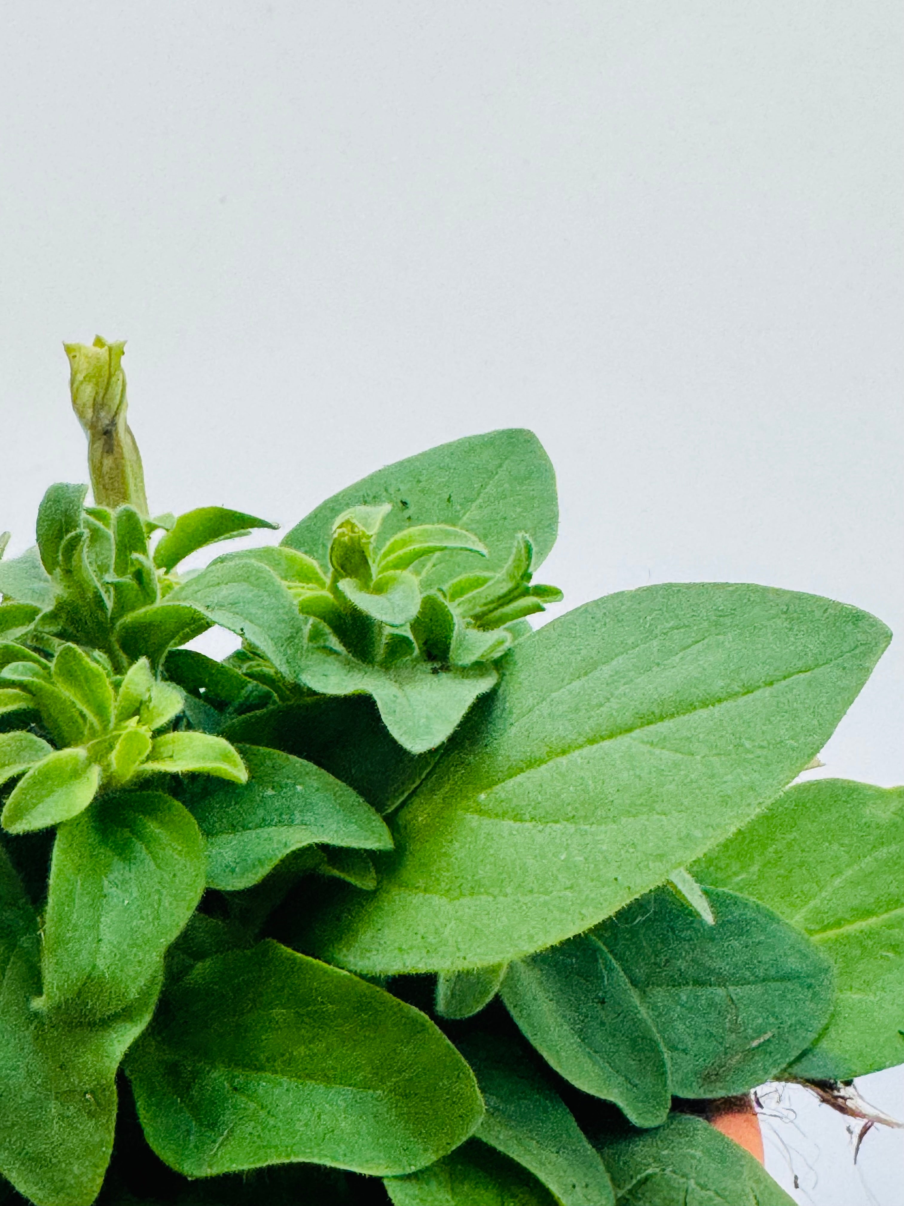 Petunia FM10.5 plant with vibrant green leaves and a budding flower, ready to bloom.