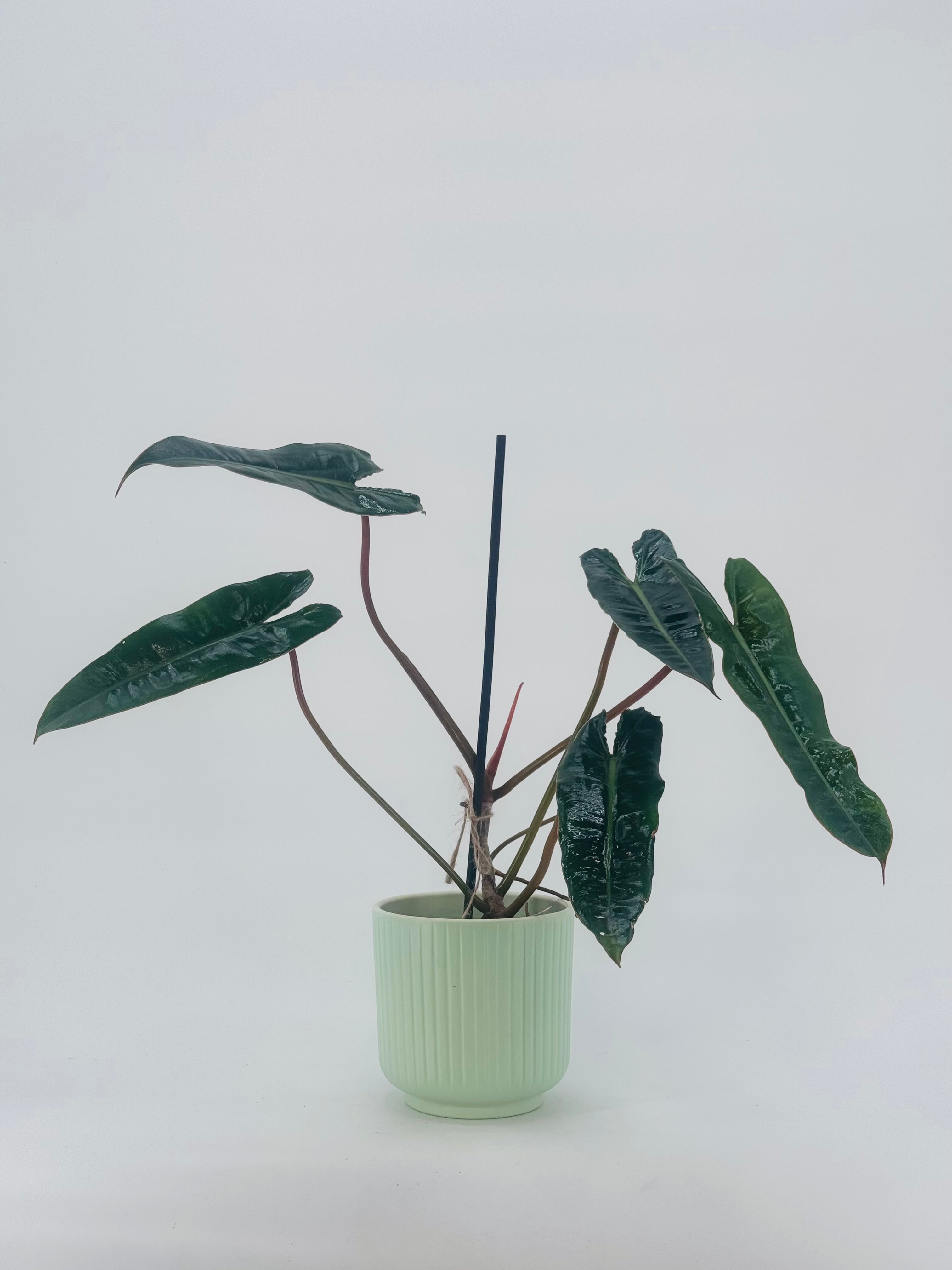 PHILODENDRON BILLIETIAE