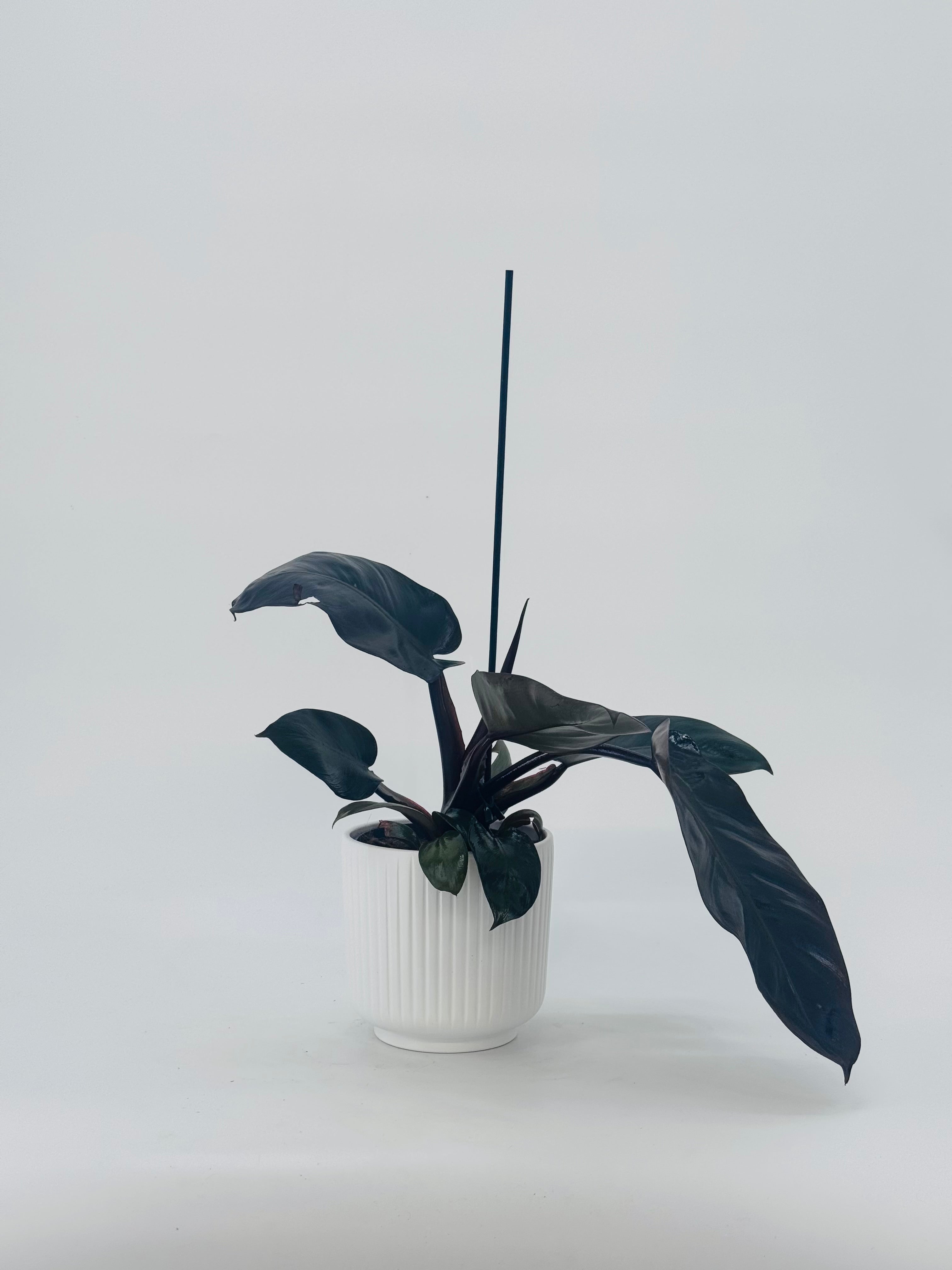 PHILODENDRON BLACK CARDINAL M14
