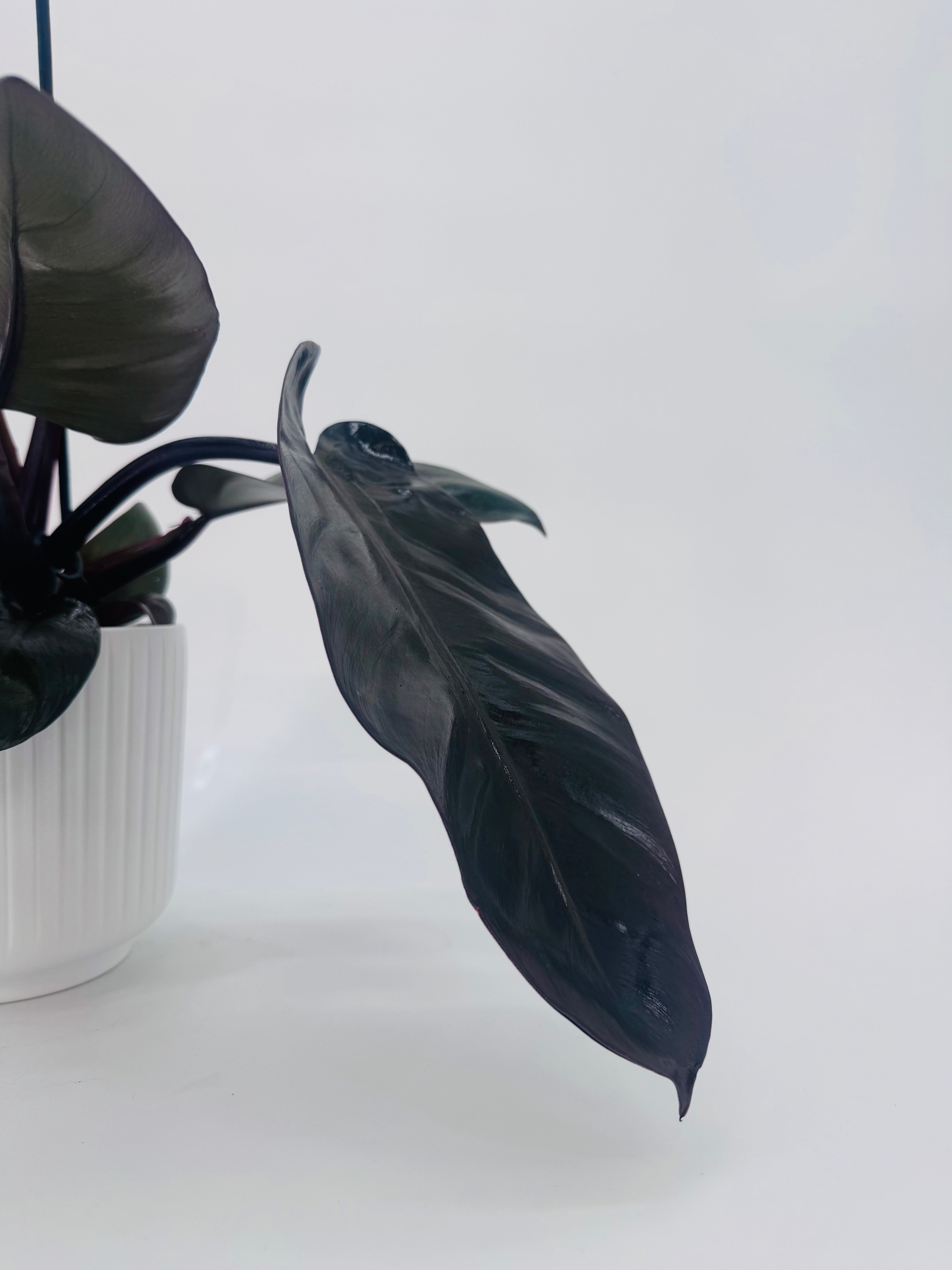 PHILODENDRON BLACK CARDINAL M14