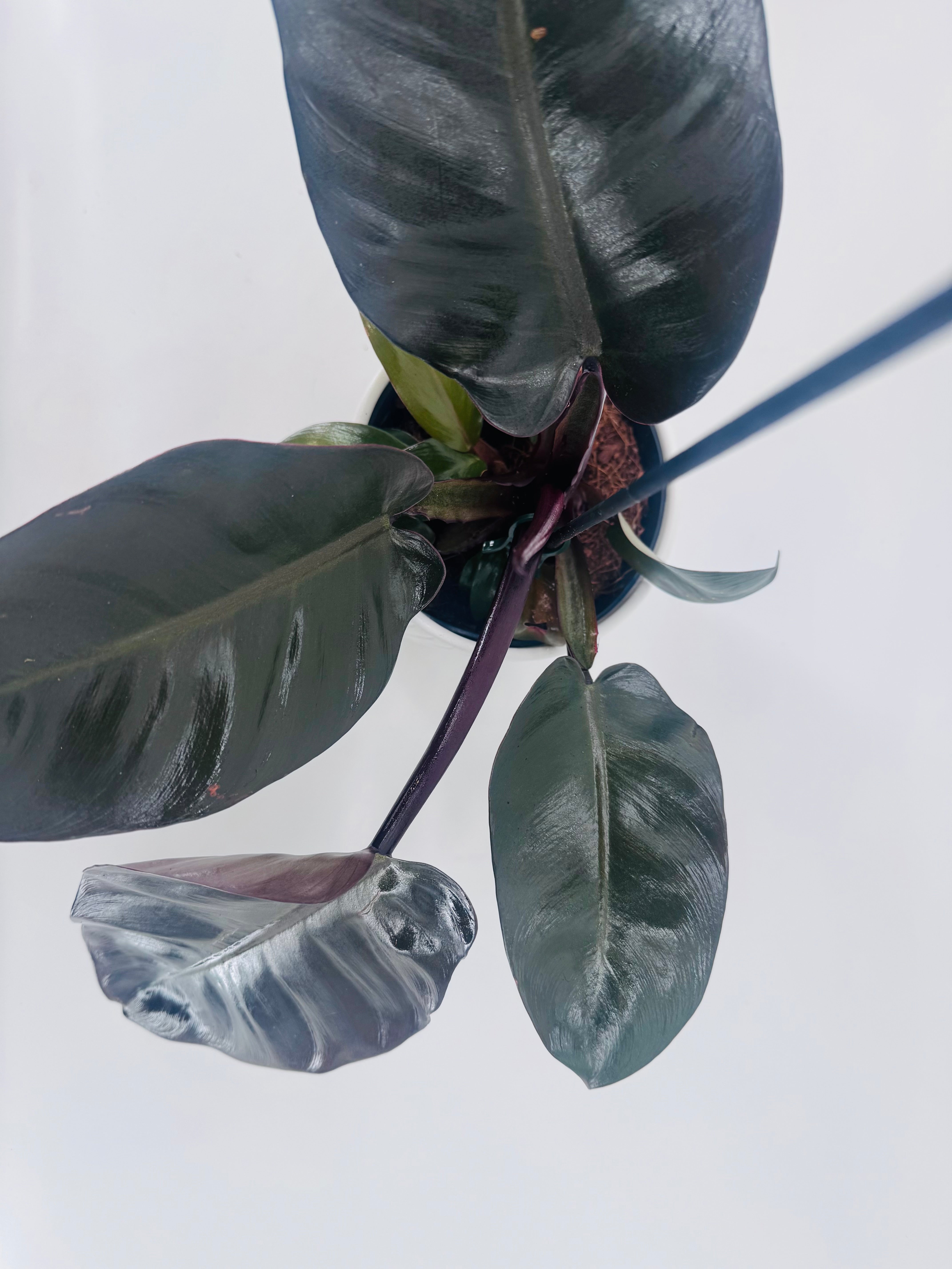 PHILODENDRON BLACK CARDINAL M14