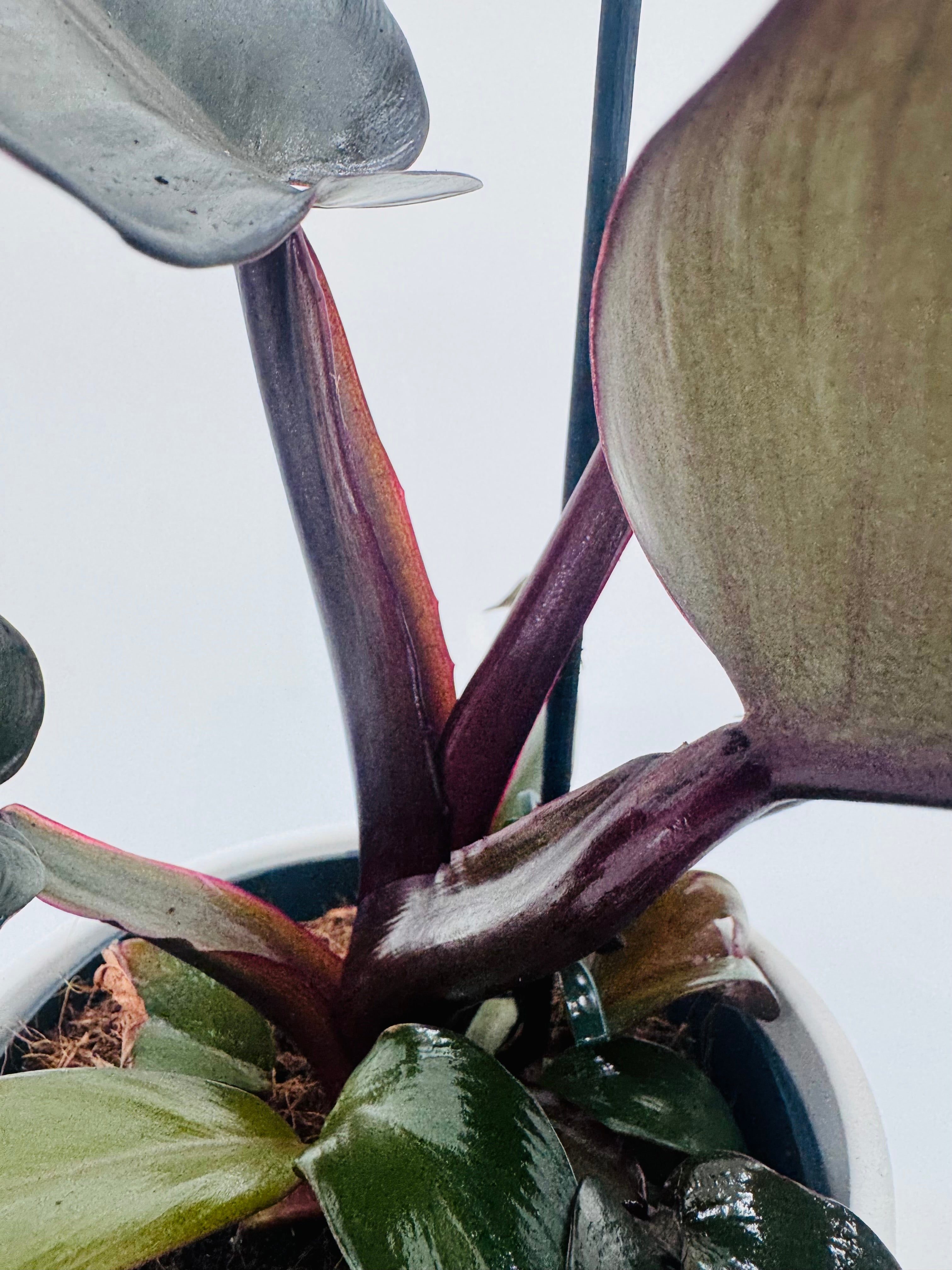 PHILODENDRON BLACK CARDINAL M14