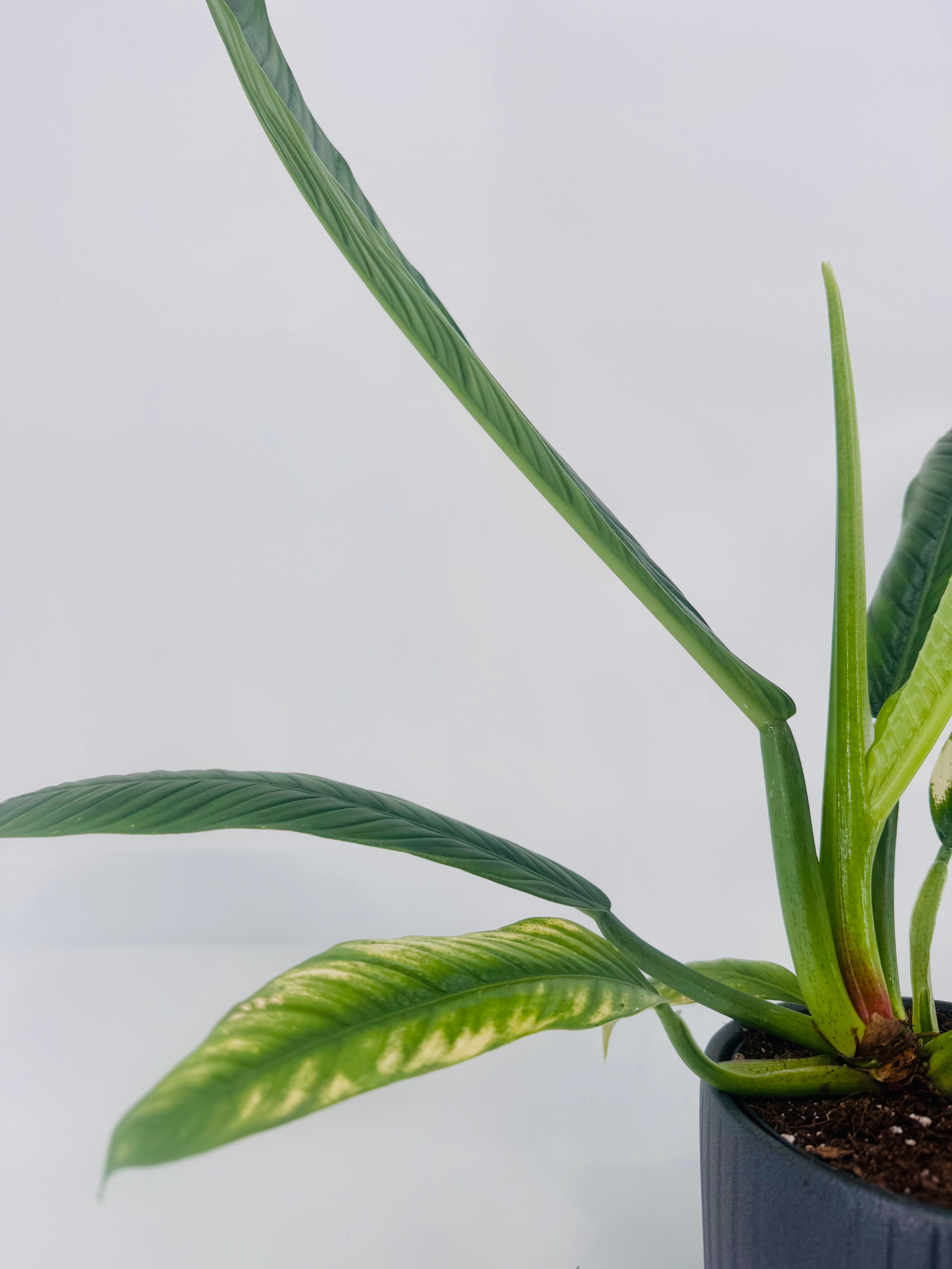 PHILODENDRON CAMPII M14