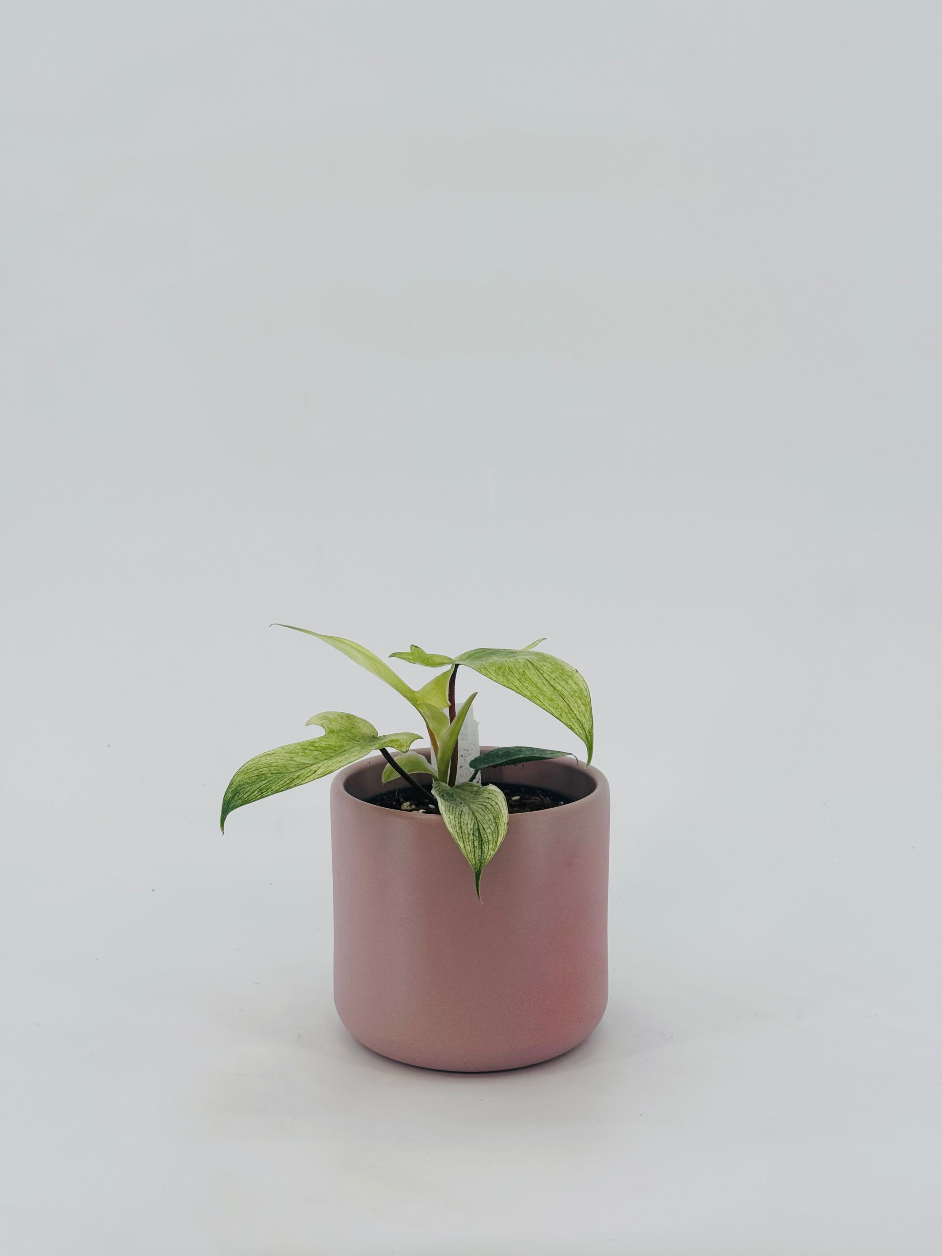 PHILODENDRON FLORIDA GOST M12