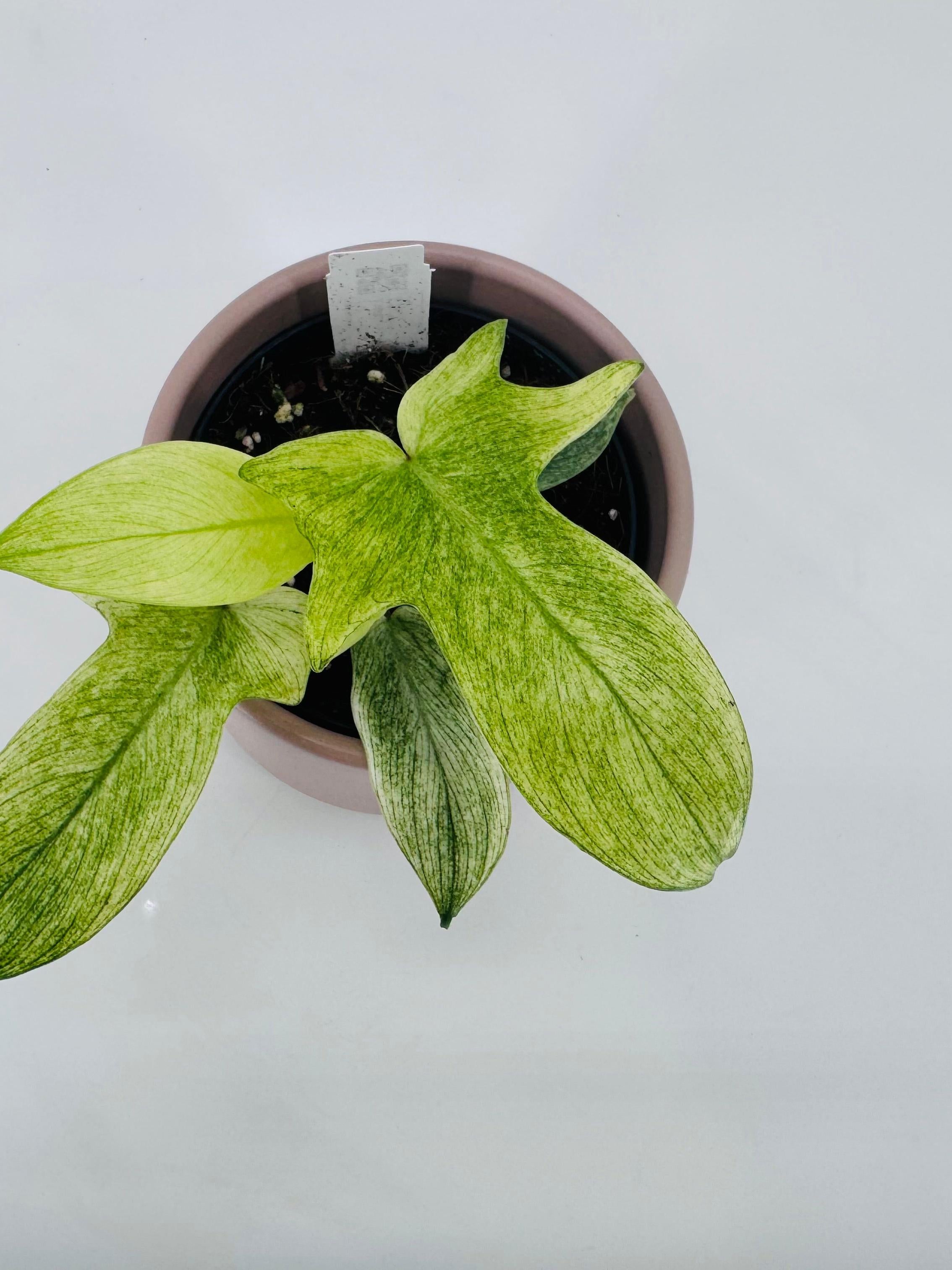 PHILODENDRON FLORIDA GOST M12