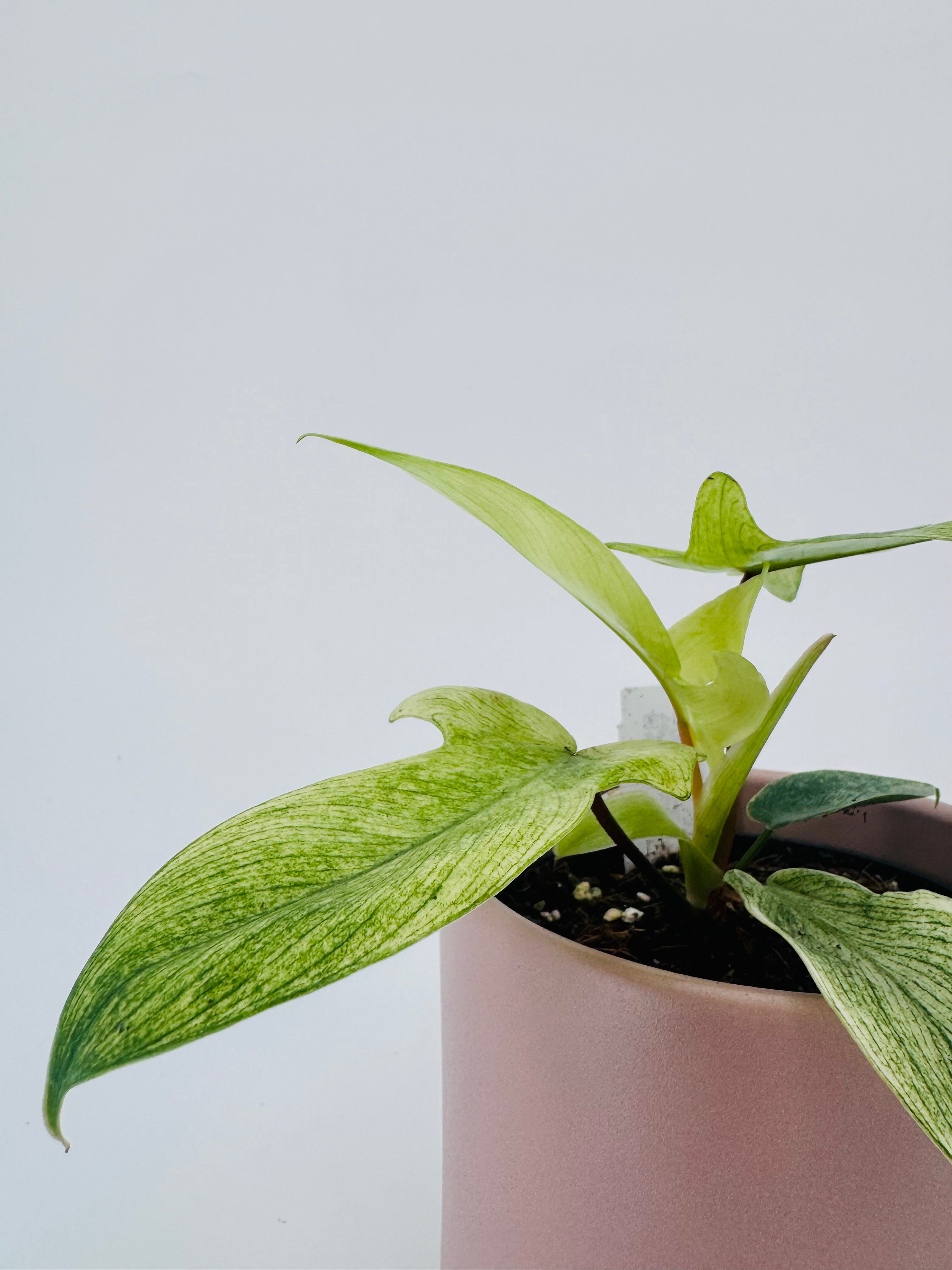 PHILODENDRON FLORIDA GOST M12