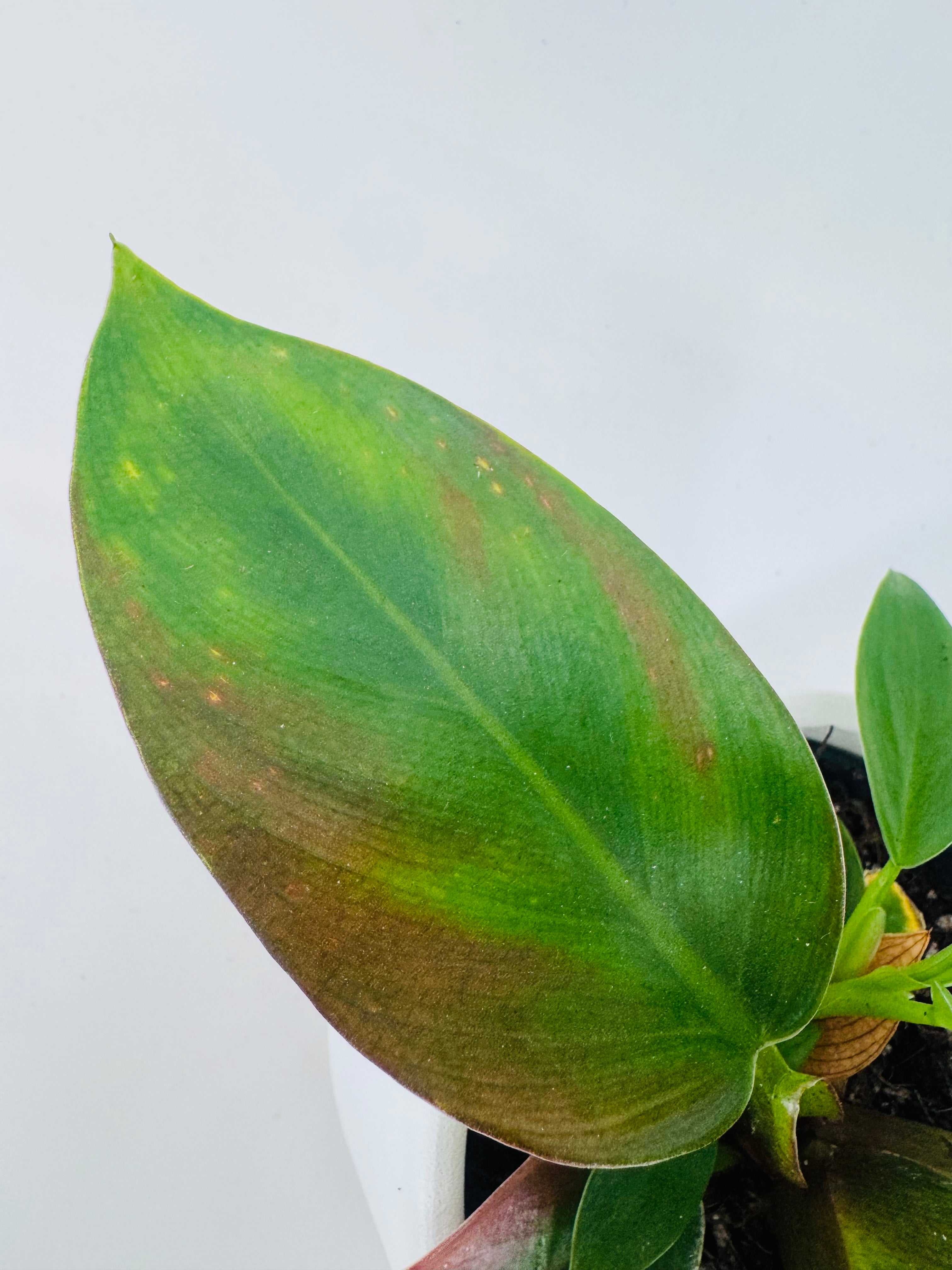 PHILODENDRON IMPERIAL GREEN M12