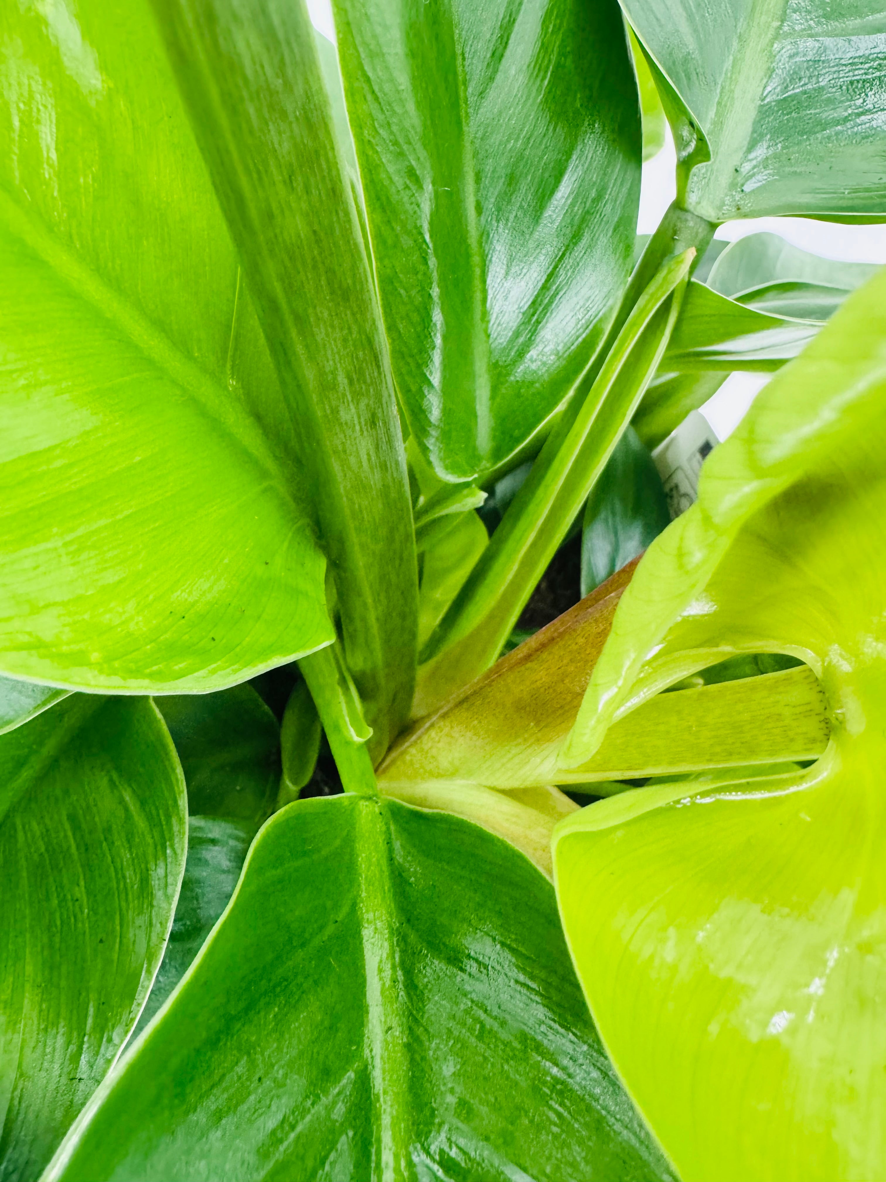 PHILODENDRON IMPERIAL GREEN M17