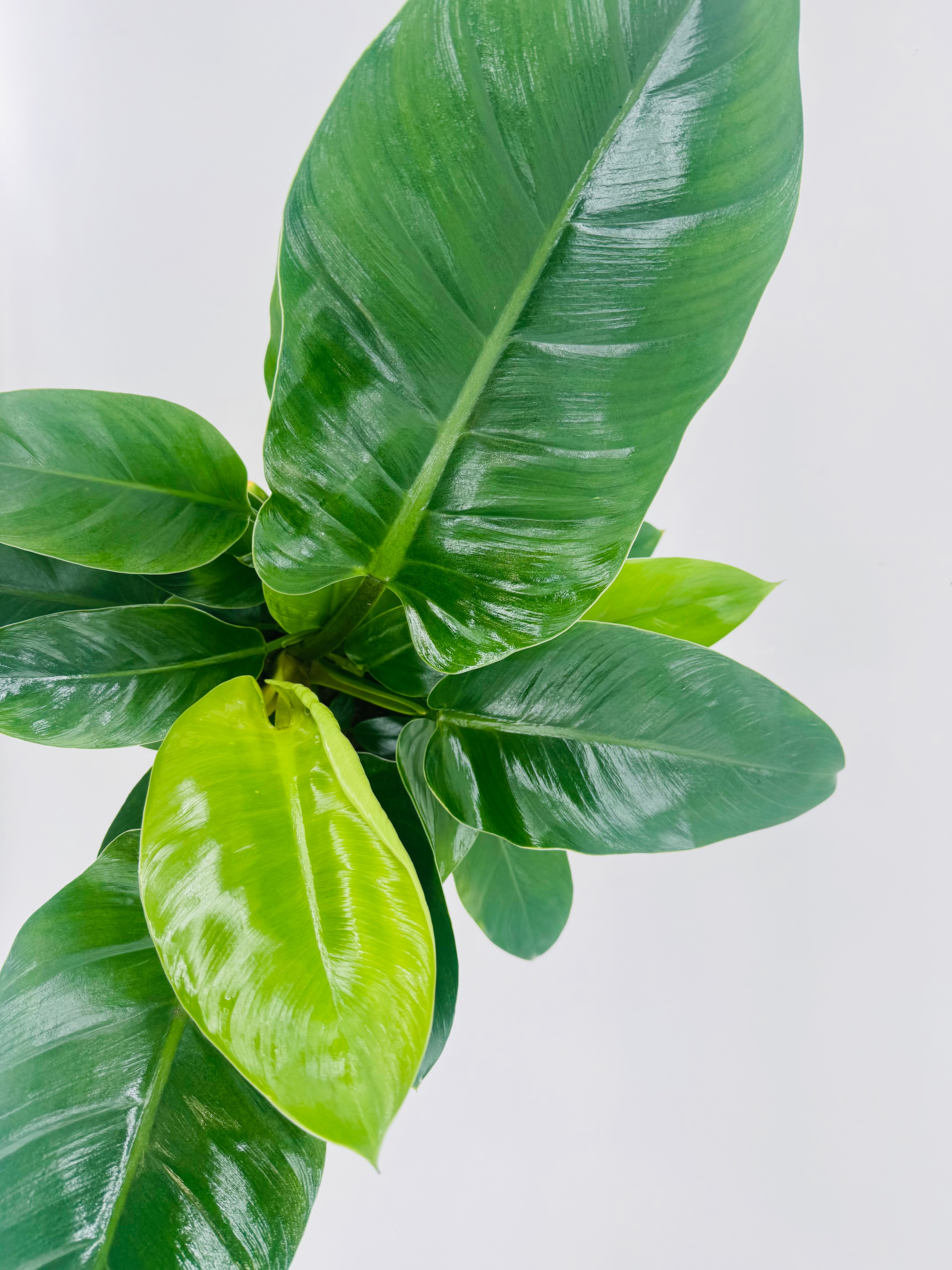 PHILODENDRON IMPERIAL GREEN M17