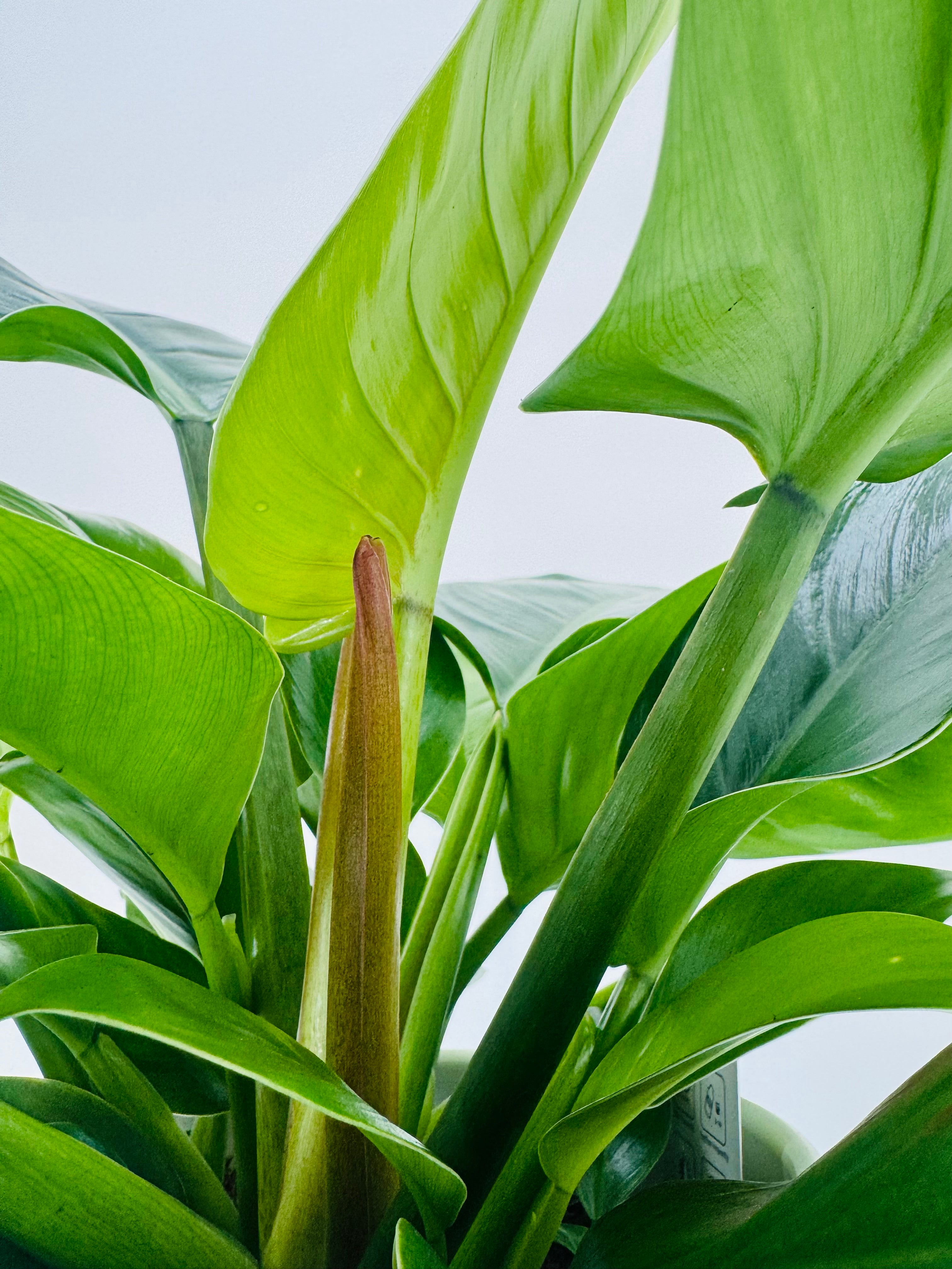 PHILODENDRON IMPERIAL GREEN M17