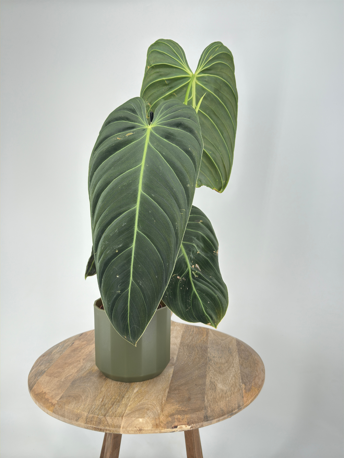 PHILODENDRON MELANOCHRYSUM M12