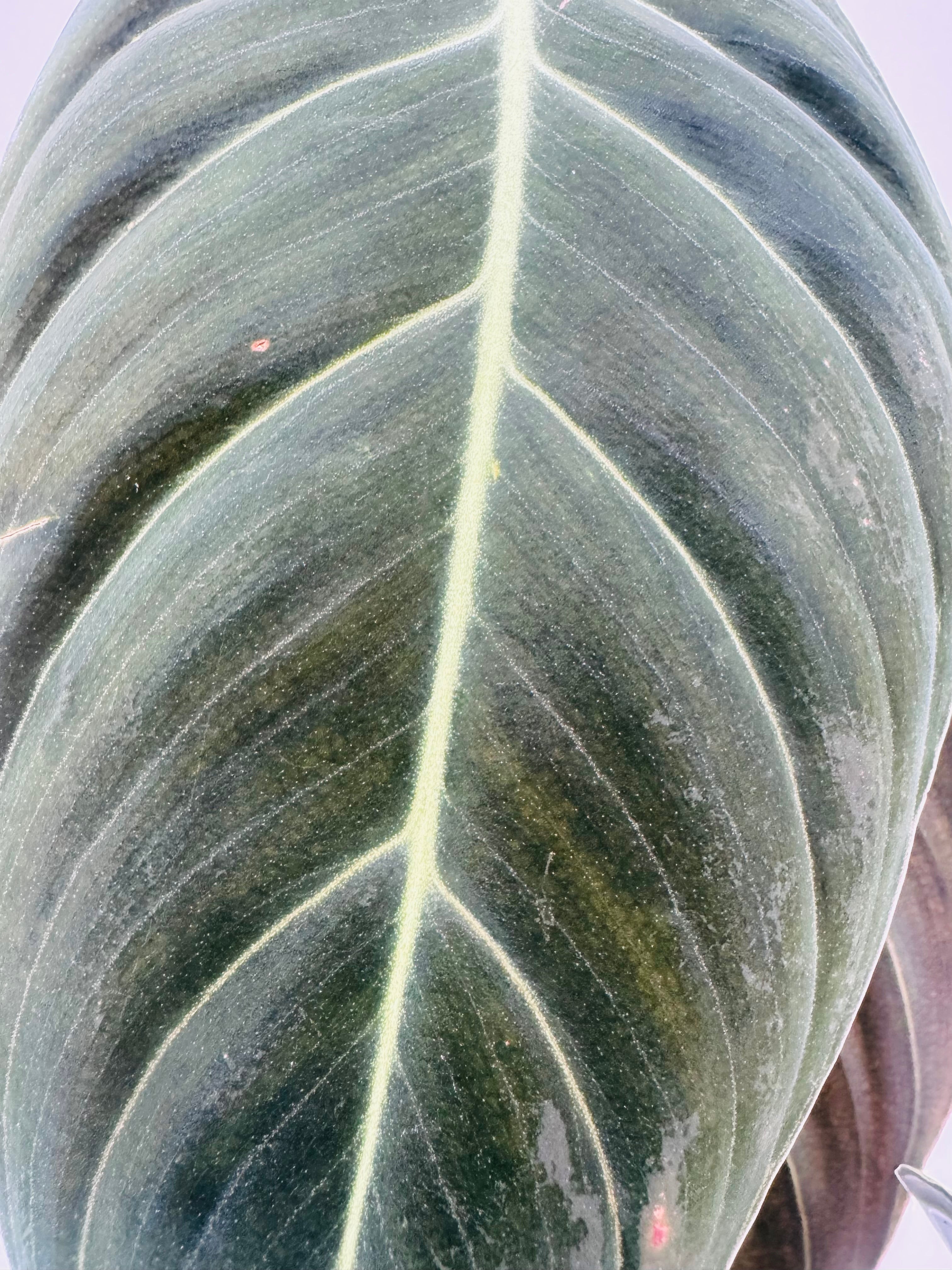 PHILODENDRON MELANOCHRYSUM M12