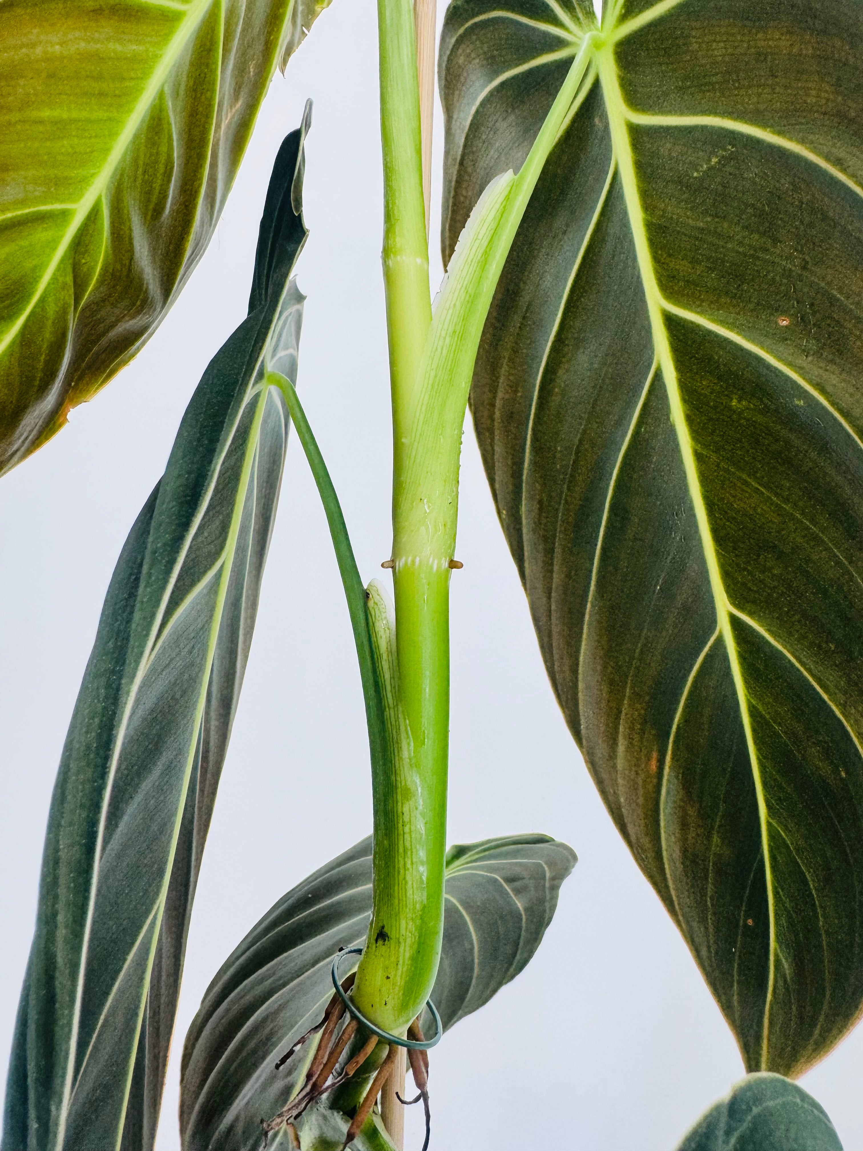 PHILODENDRON MELANOCHRYSUM M12