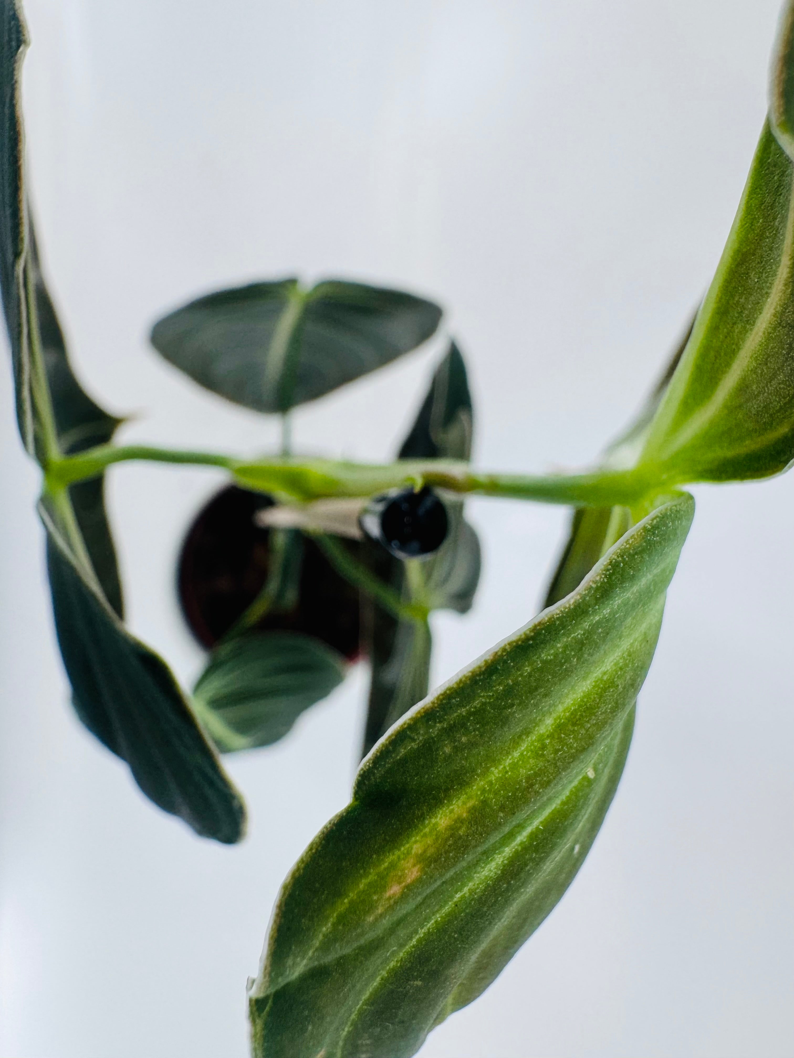 PHILODENDRON MELANOCHRYSUM M12