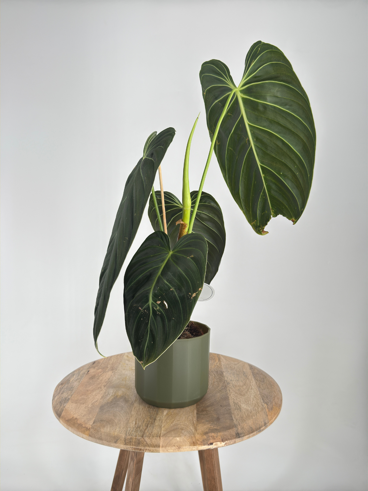 PHILODENDRON MELANOCHRYSUM M12