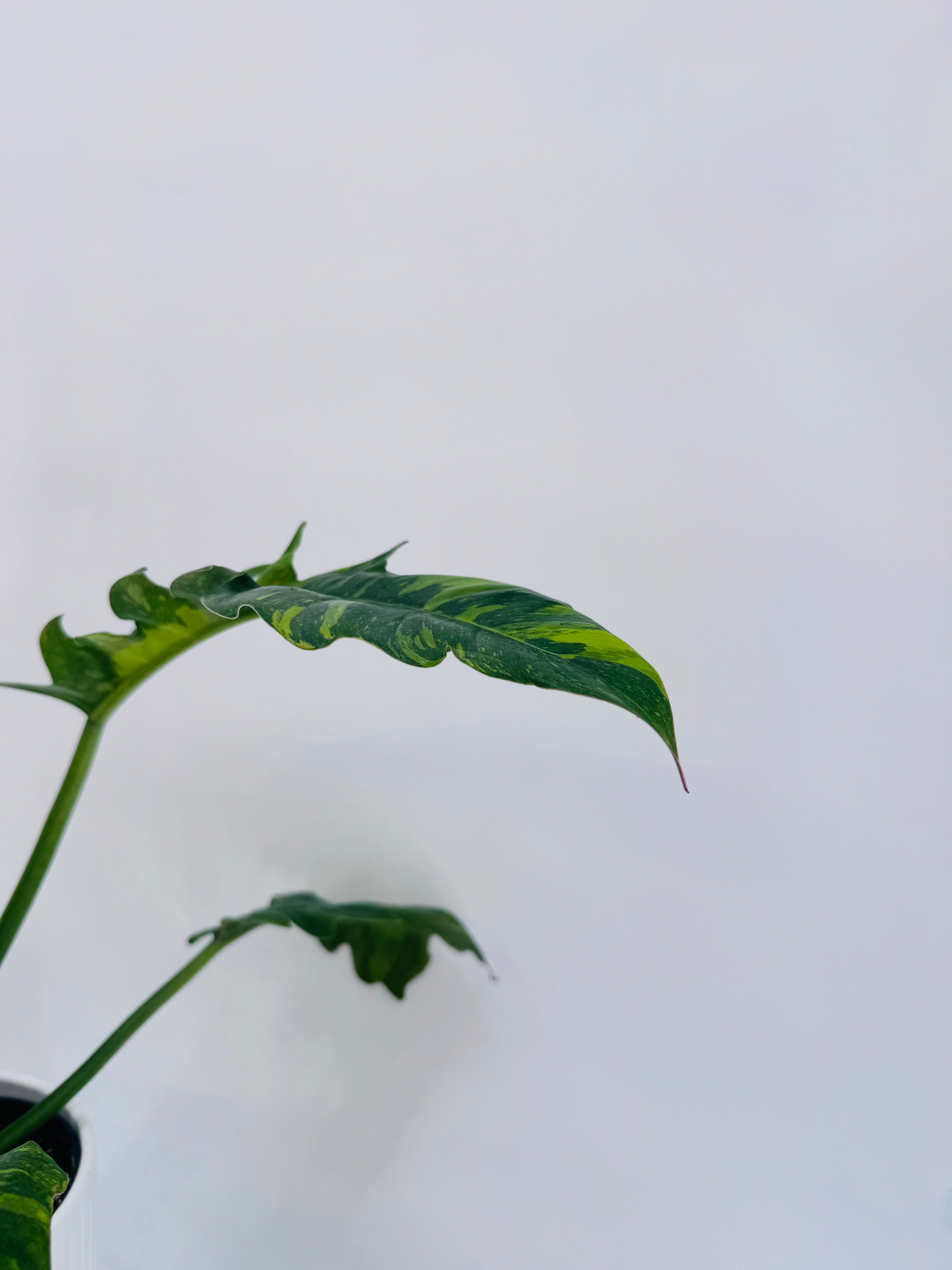 PHILODENDRON NARROW RING OF FIRE.
