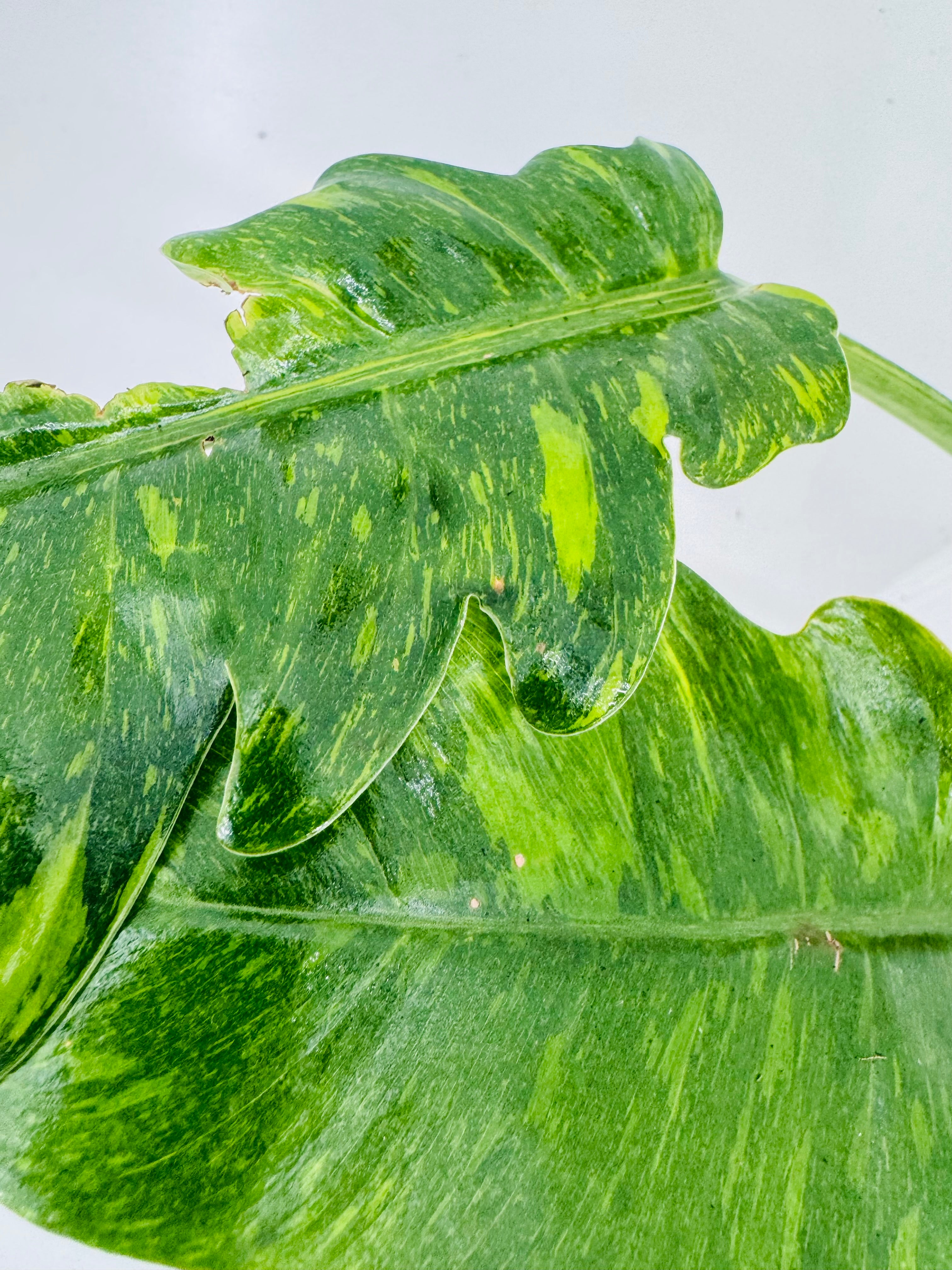 PHILODENDRON NARROW RING OF FIRE.