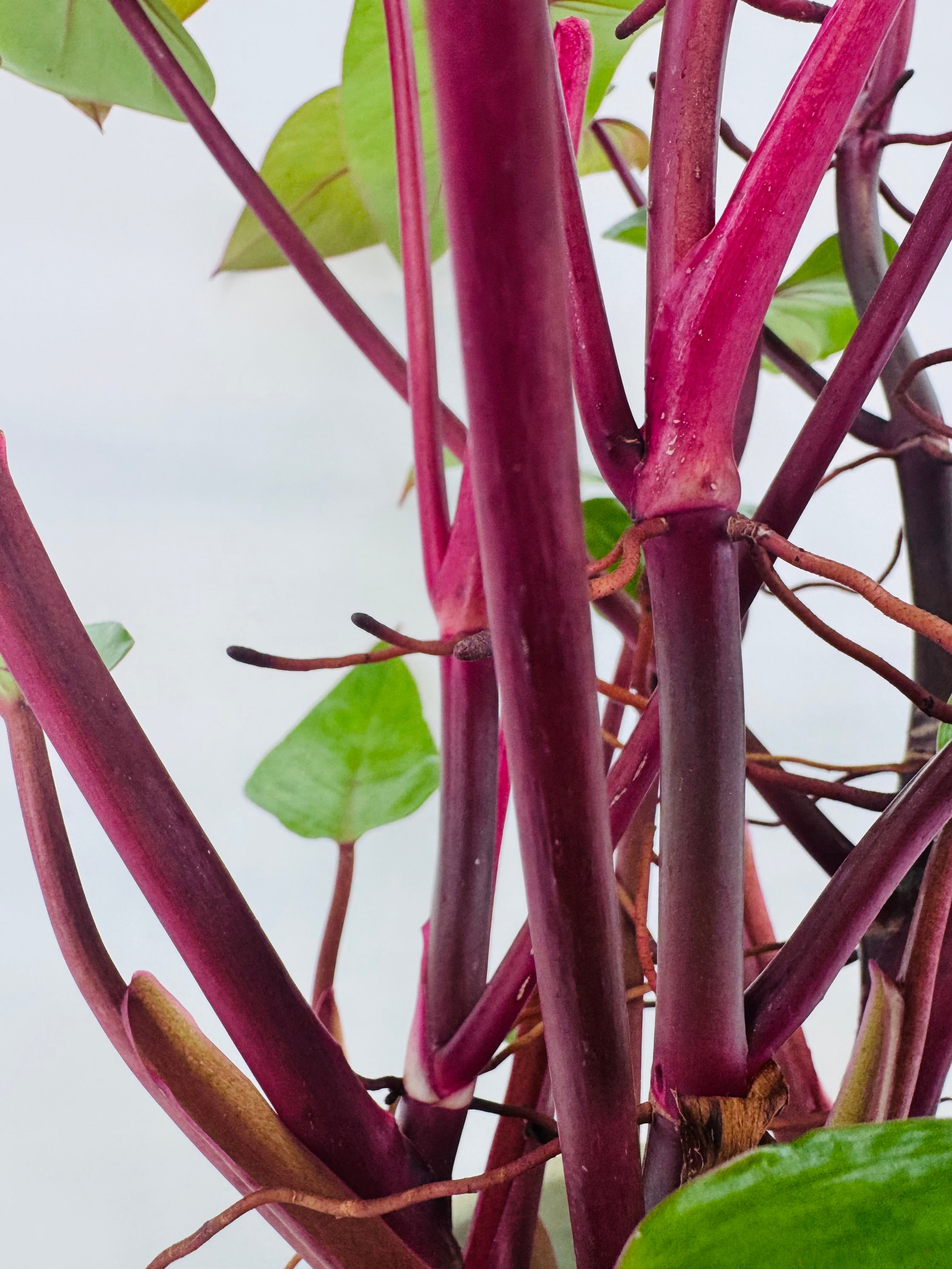PHILODENDRON PAINTED LADY M12